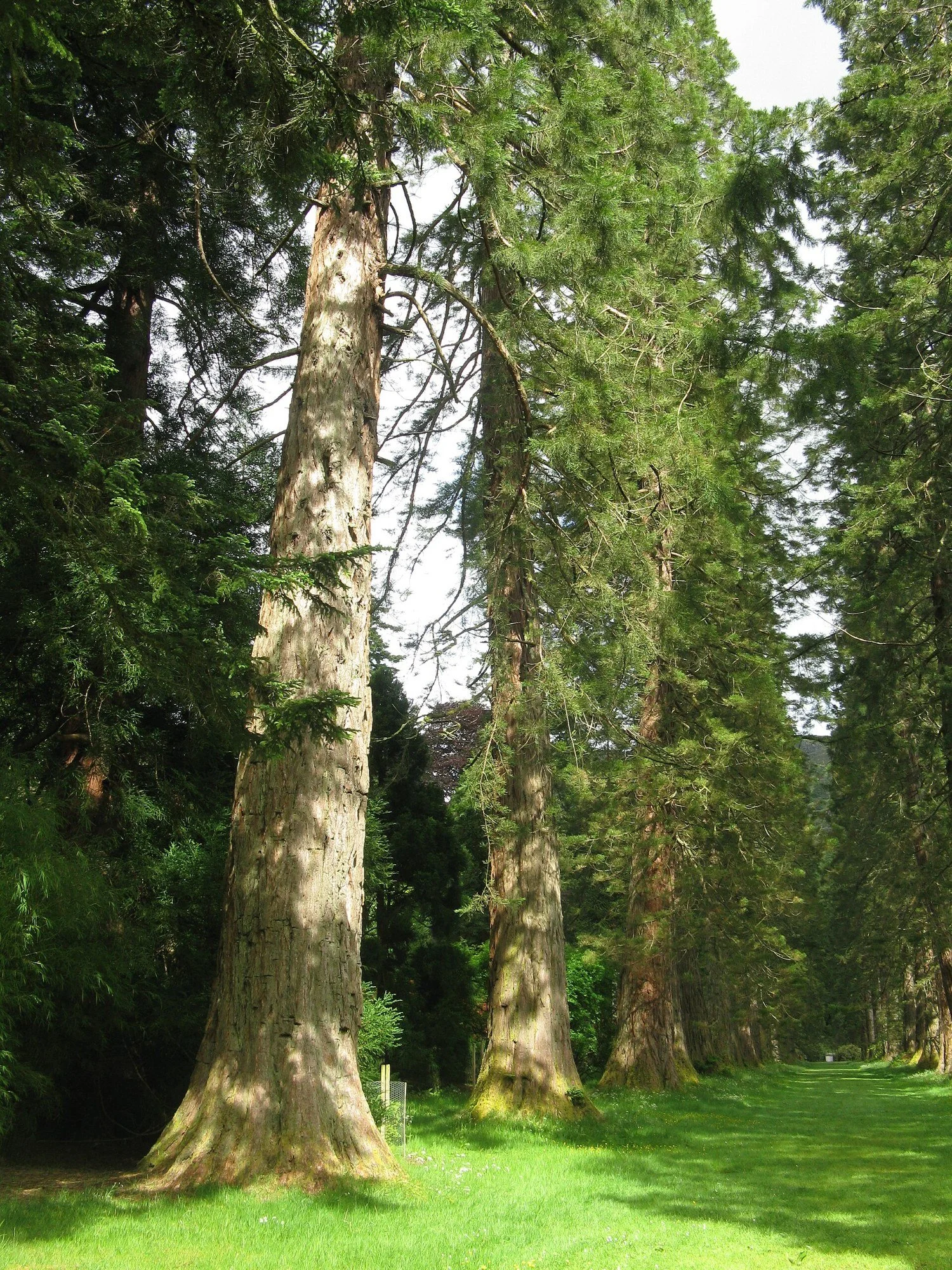 Redwood Coffee at Benmore