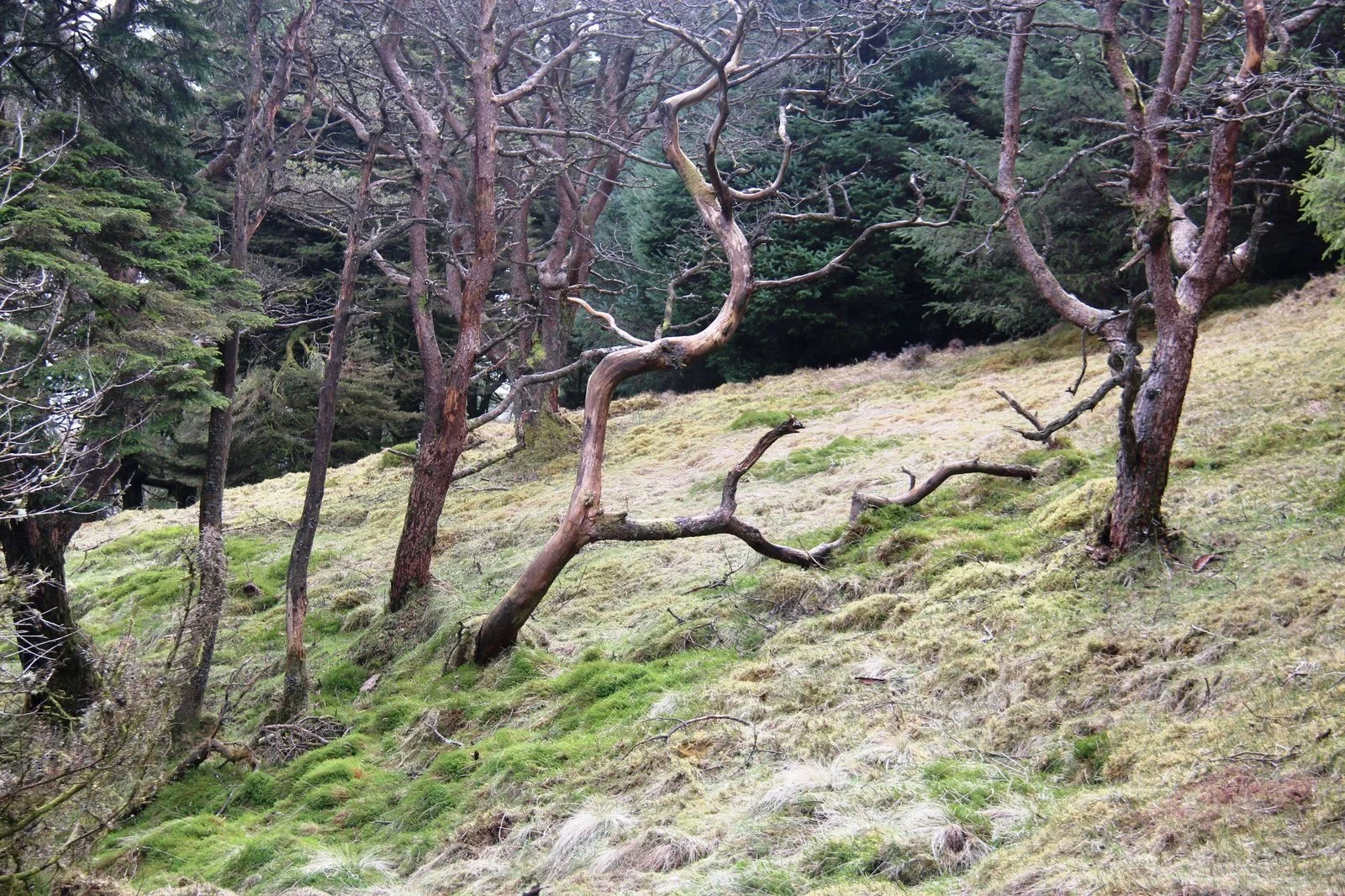 strone-hill-kilmun-1.jpg