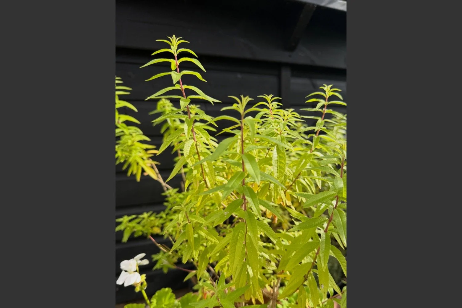 Kailyard Herbs
