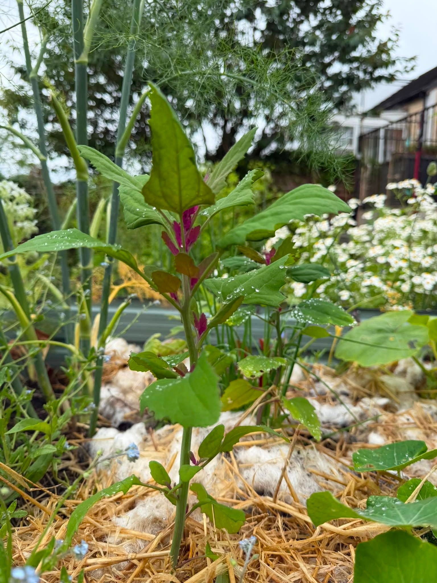 kailyard-herbs-1.jpg