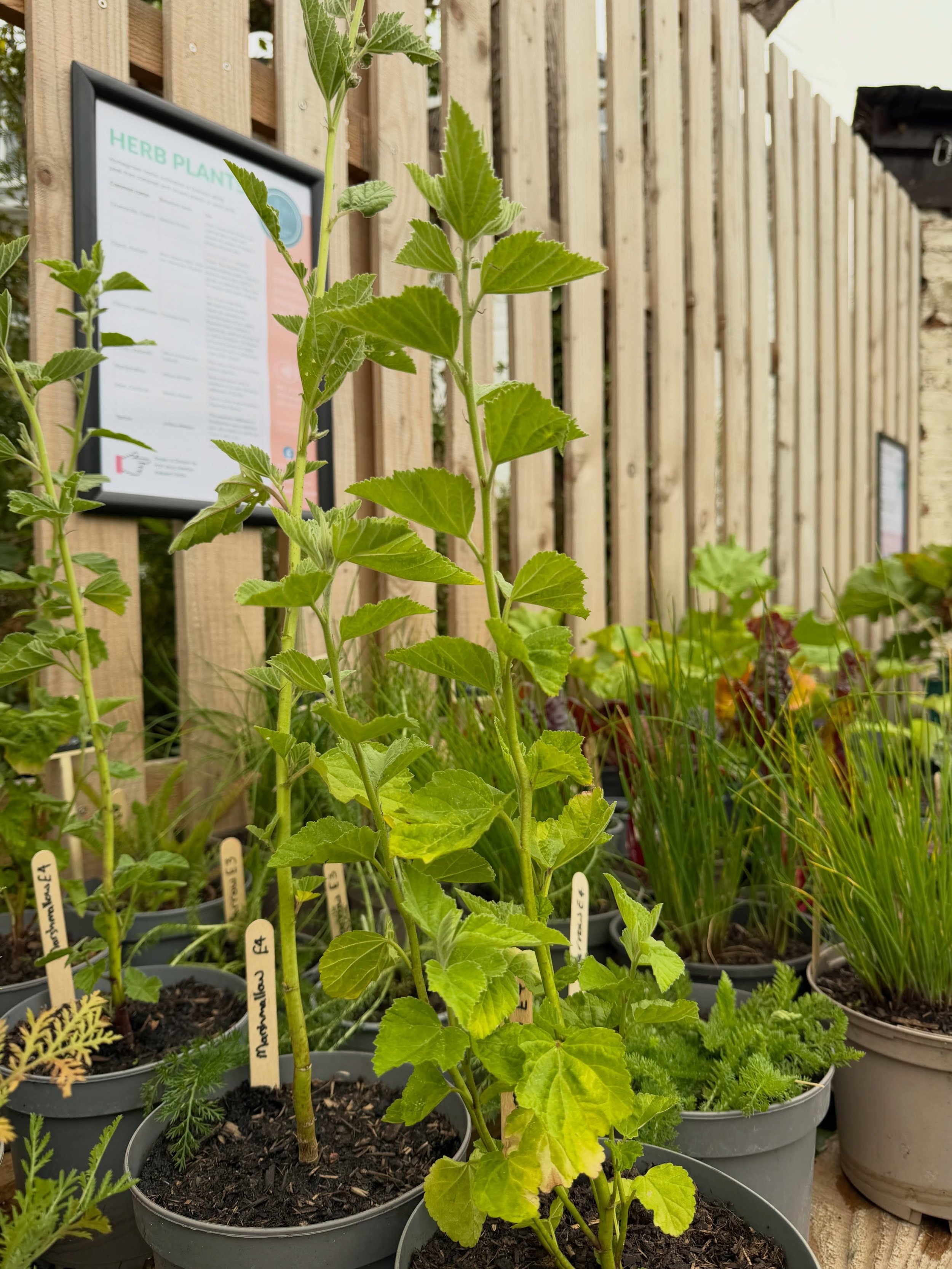 kailyard-herbs-2.jpg