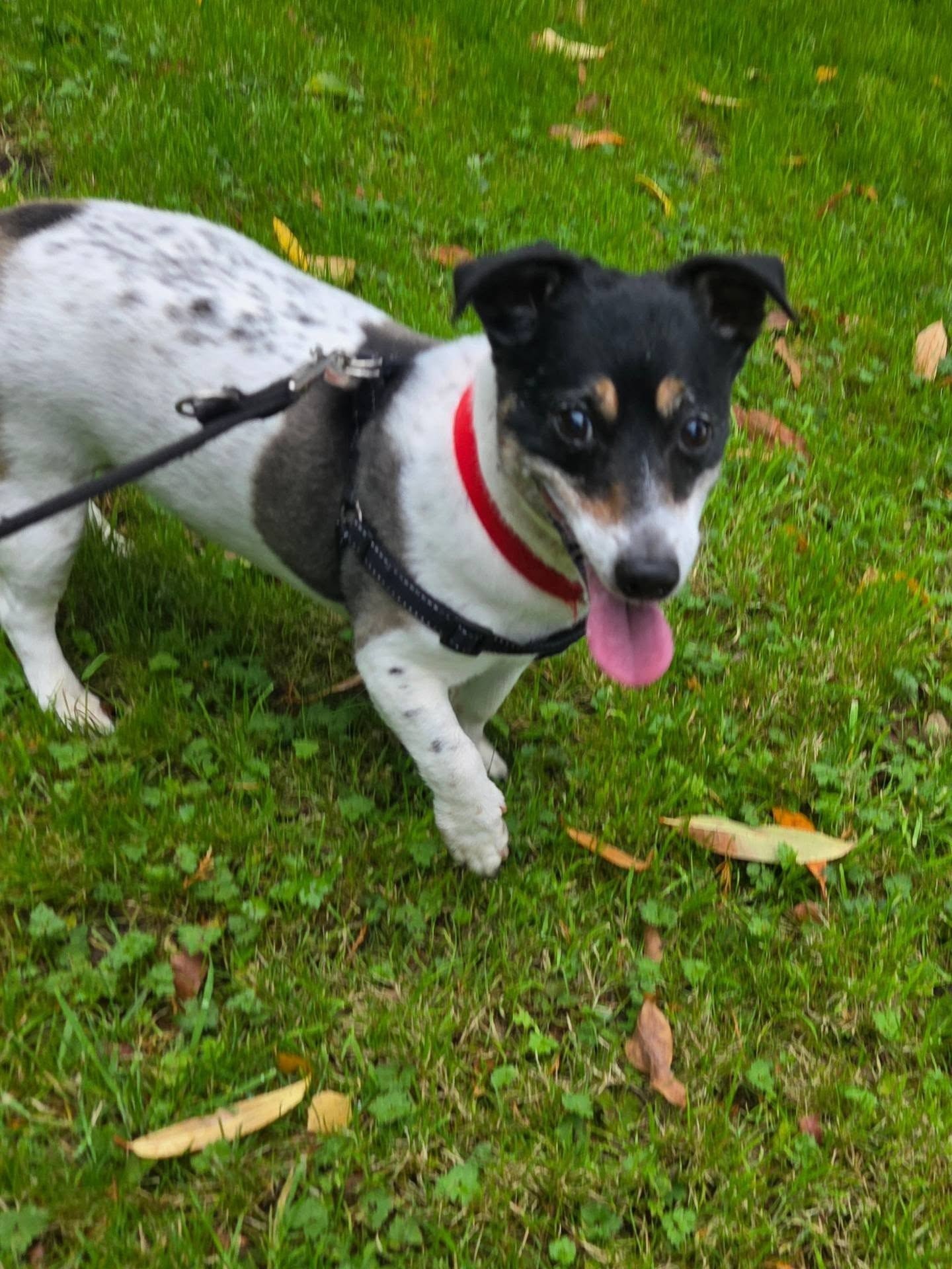 happy-yappy-hounds-1.jpg