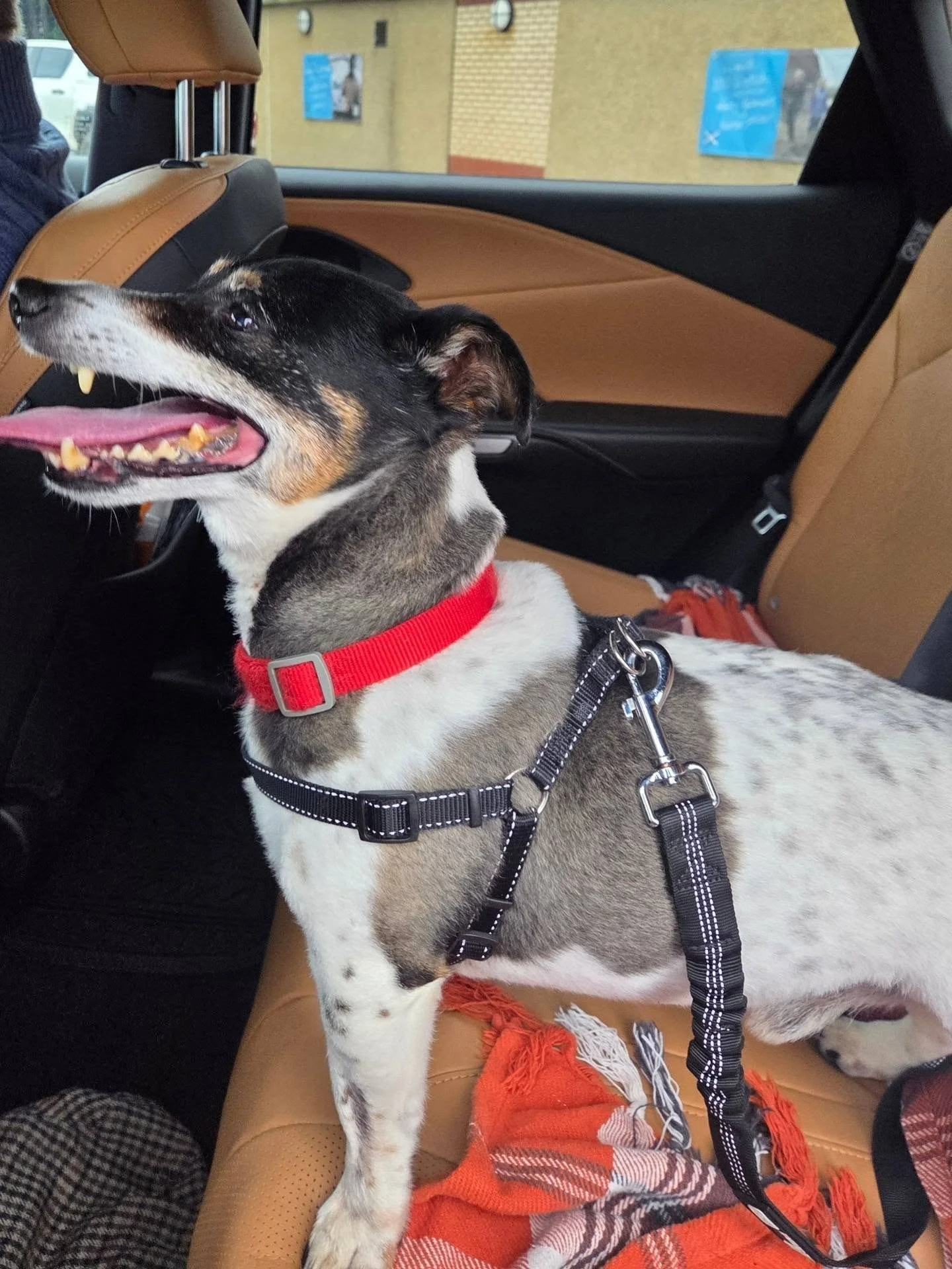 happy-yappy-hounds-2.jpg