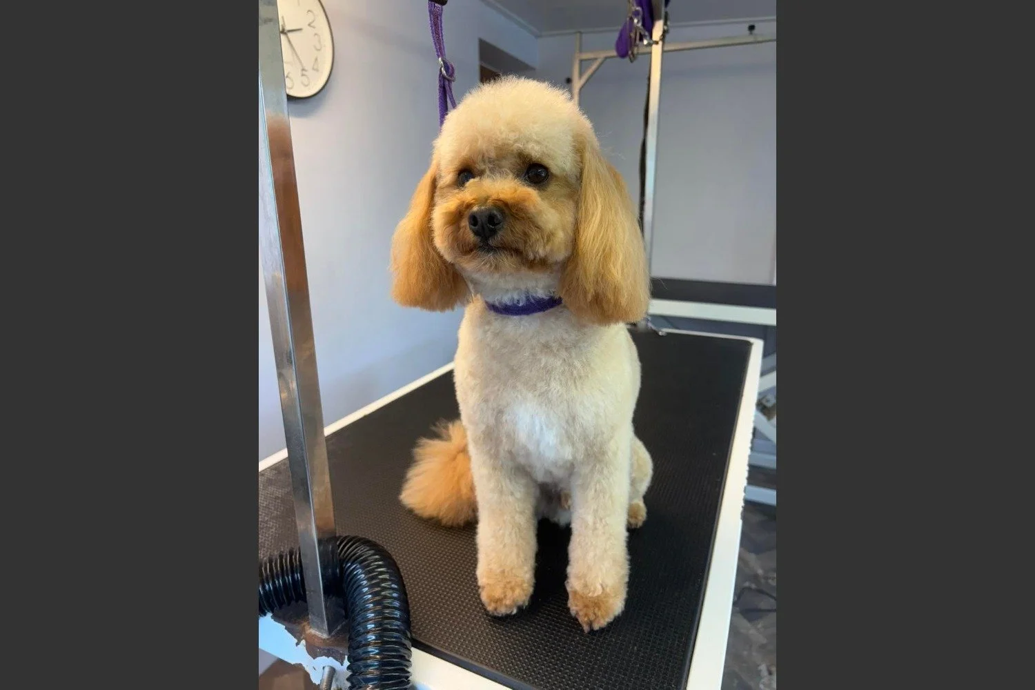 Le Chateau du Chien Dog Grooming
