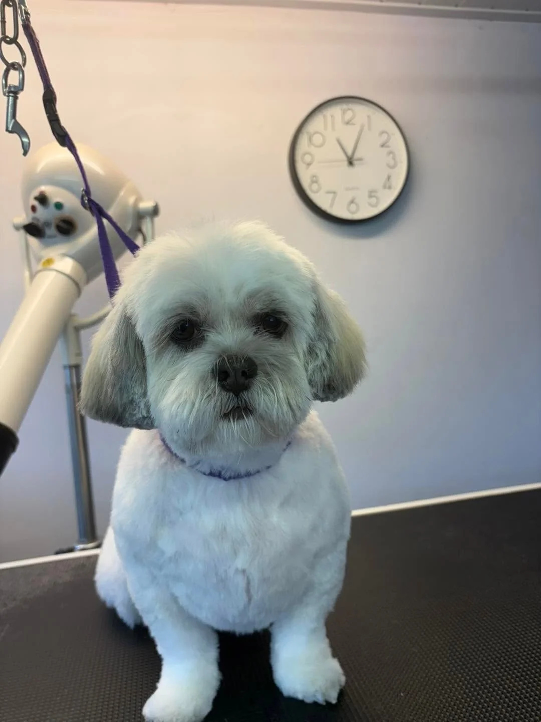 le-chateau-du-chien-dog-grooming-1.jpg