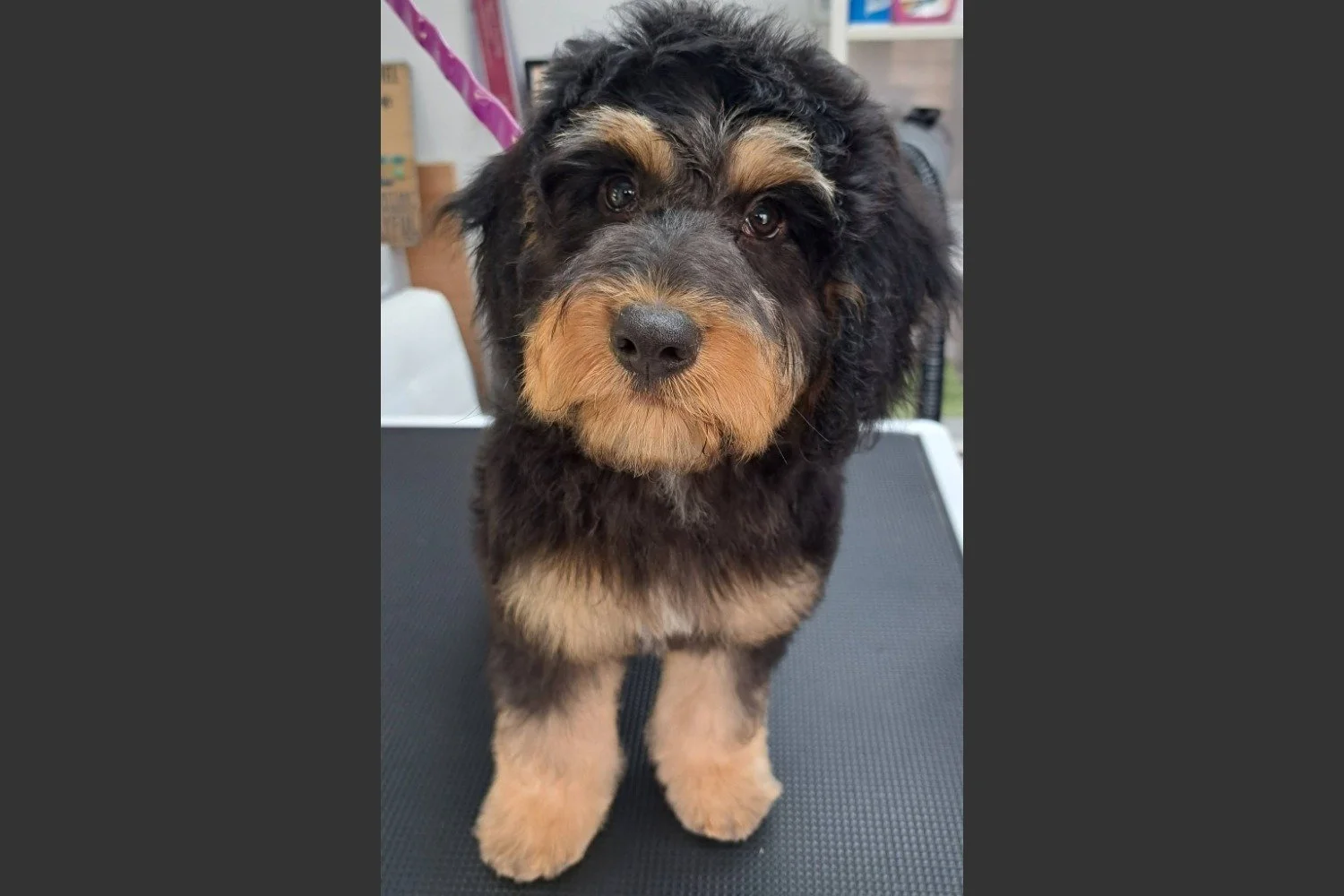 Precious Paws Dog Grooming Salon