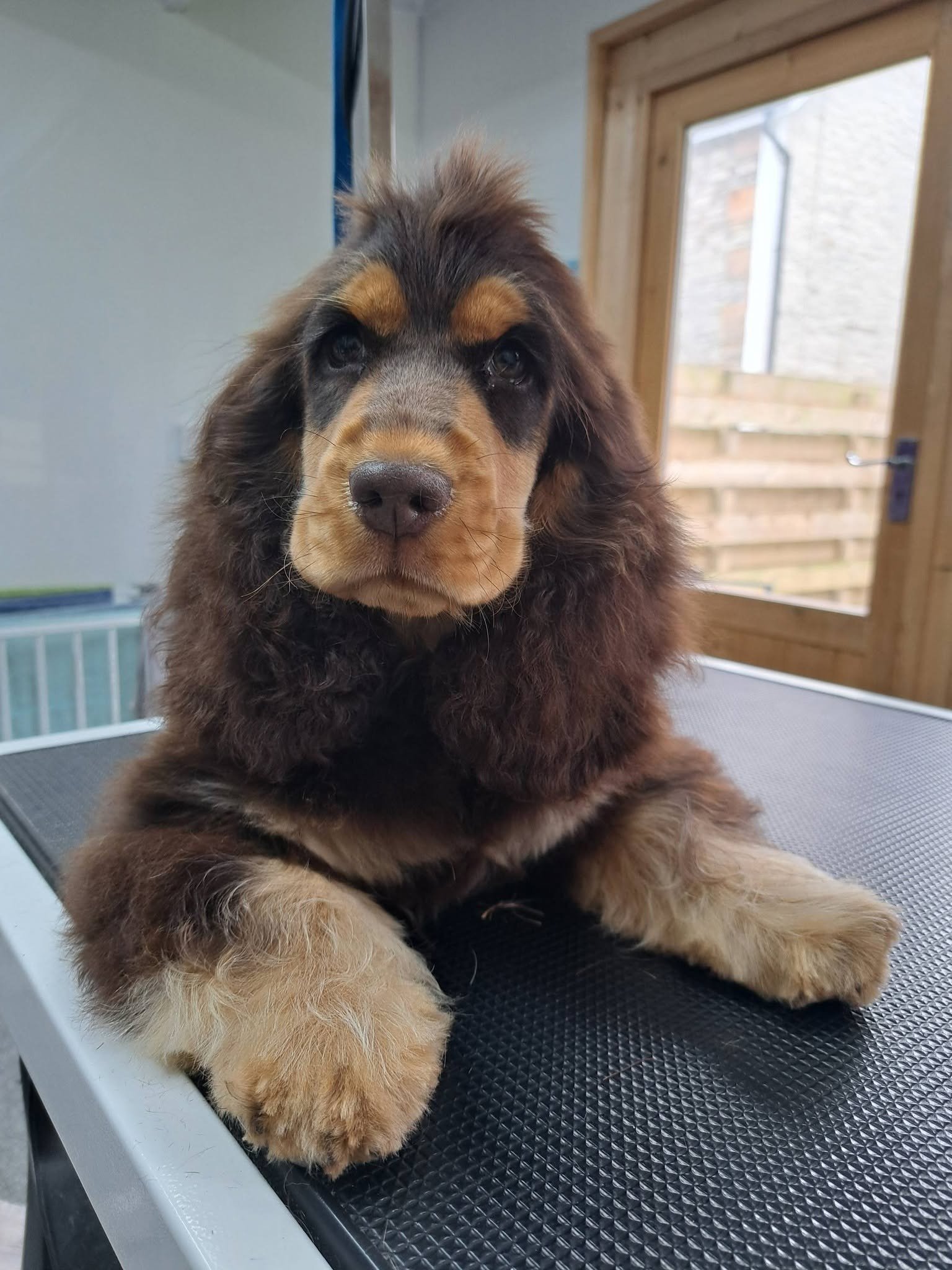 precious-paws-dog-grooming-salon-1.jpg