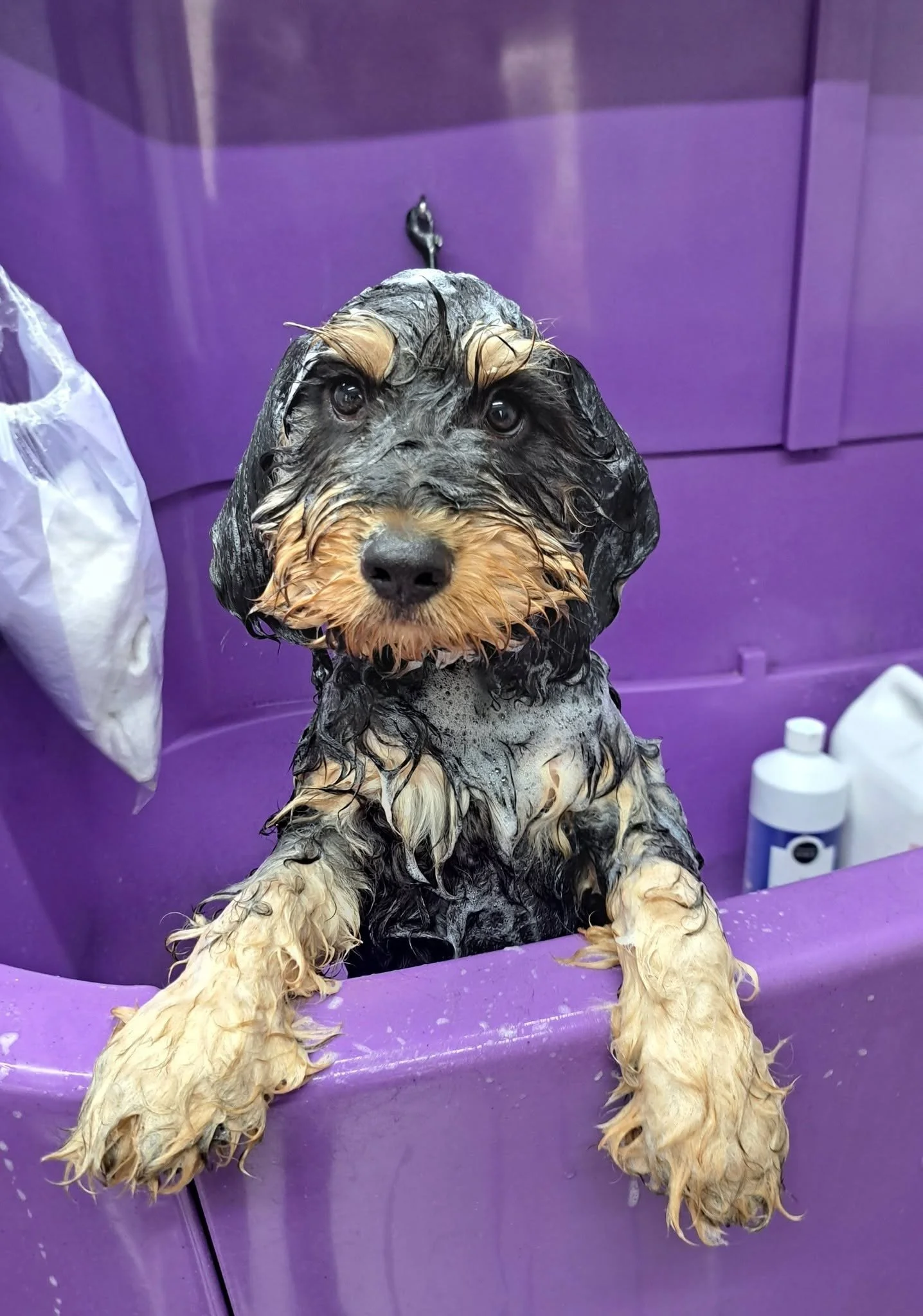 precious-paws-dog-grooming-salon-2.jpg