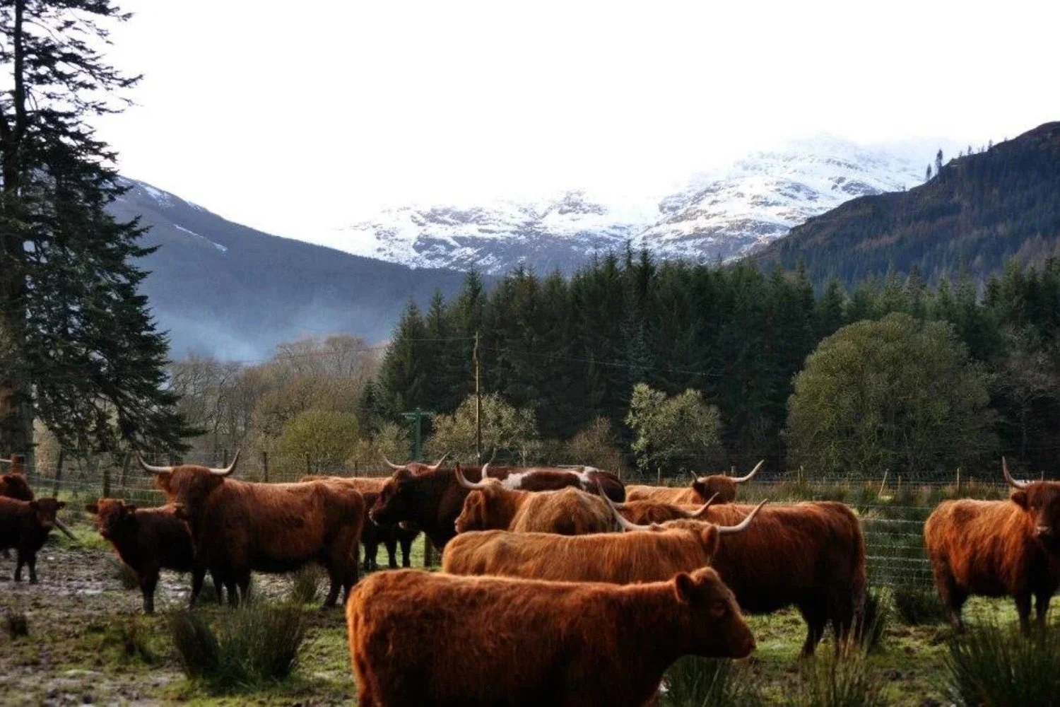 bute-and-cowal-vets-dunoon-k1.jpg