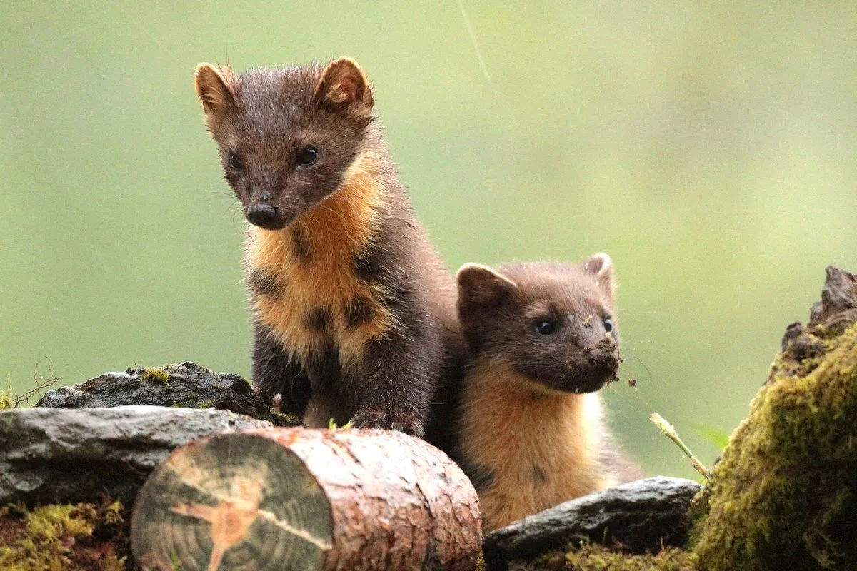 glendaruel-wildlife-photography-1.jpg