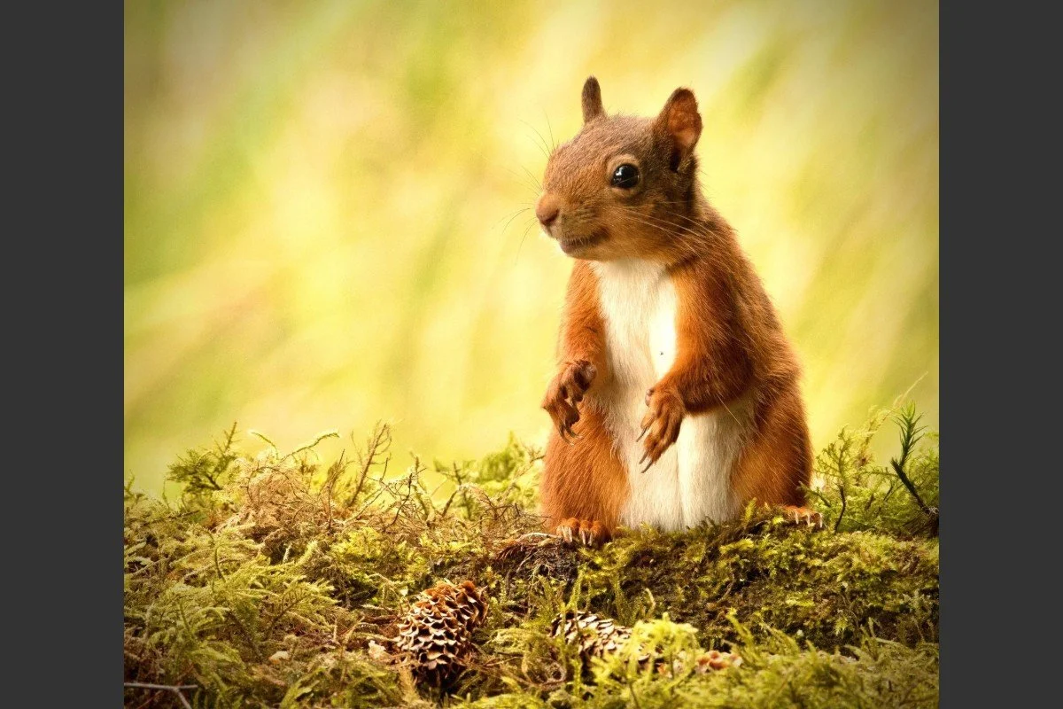 glendaruel-wildlife-photography-2.jpg