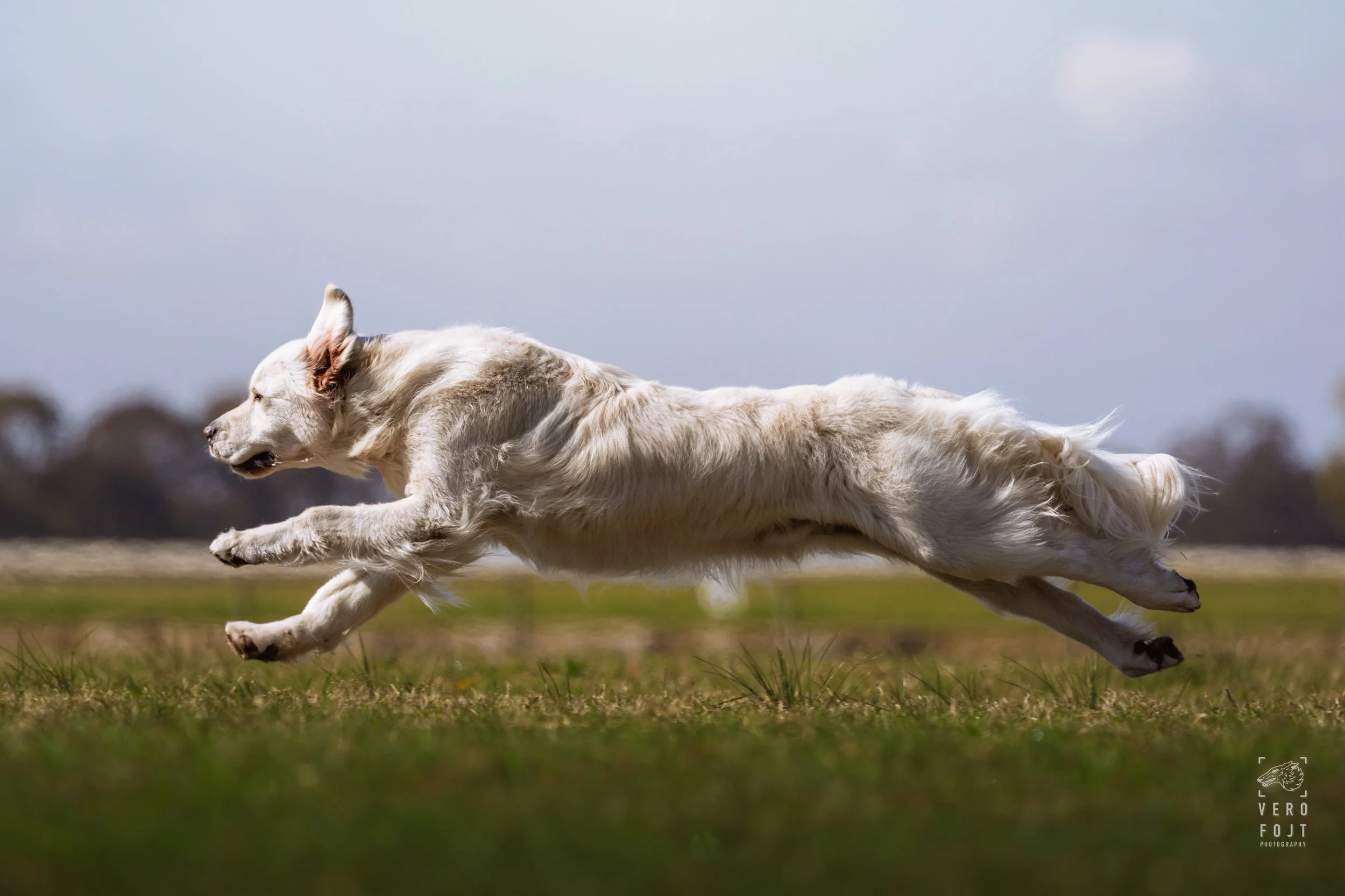 According to Brodie - Million Dollar Boy - FastPaws Lure Pursuit, Hawkesbury, Sydney - golden retriever flying through the air