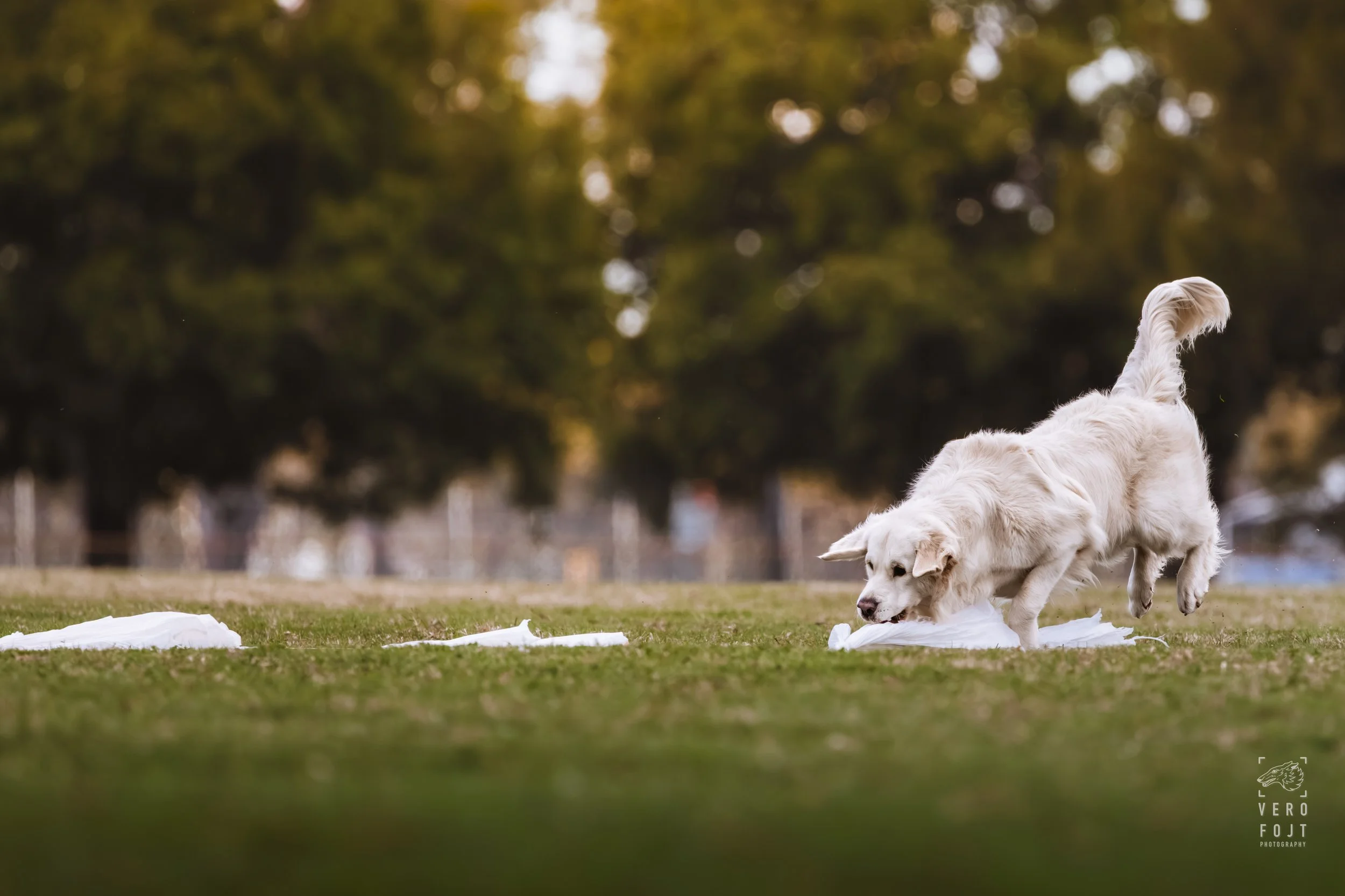 According to Brodie - Million Dollar Boy - FastPaws Lure Pursuit, Hawkesbury, Sydney - golden retriever getting the lure bags