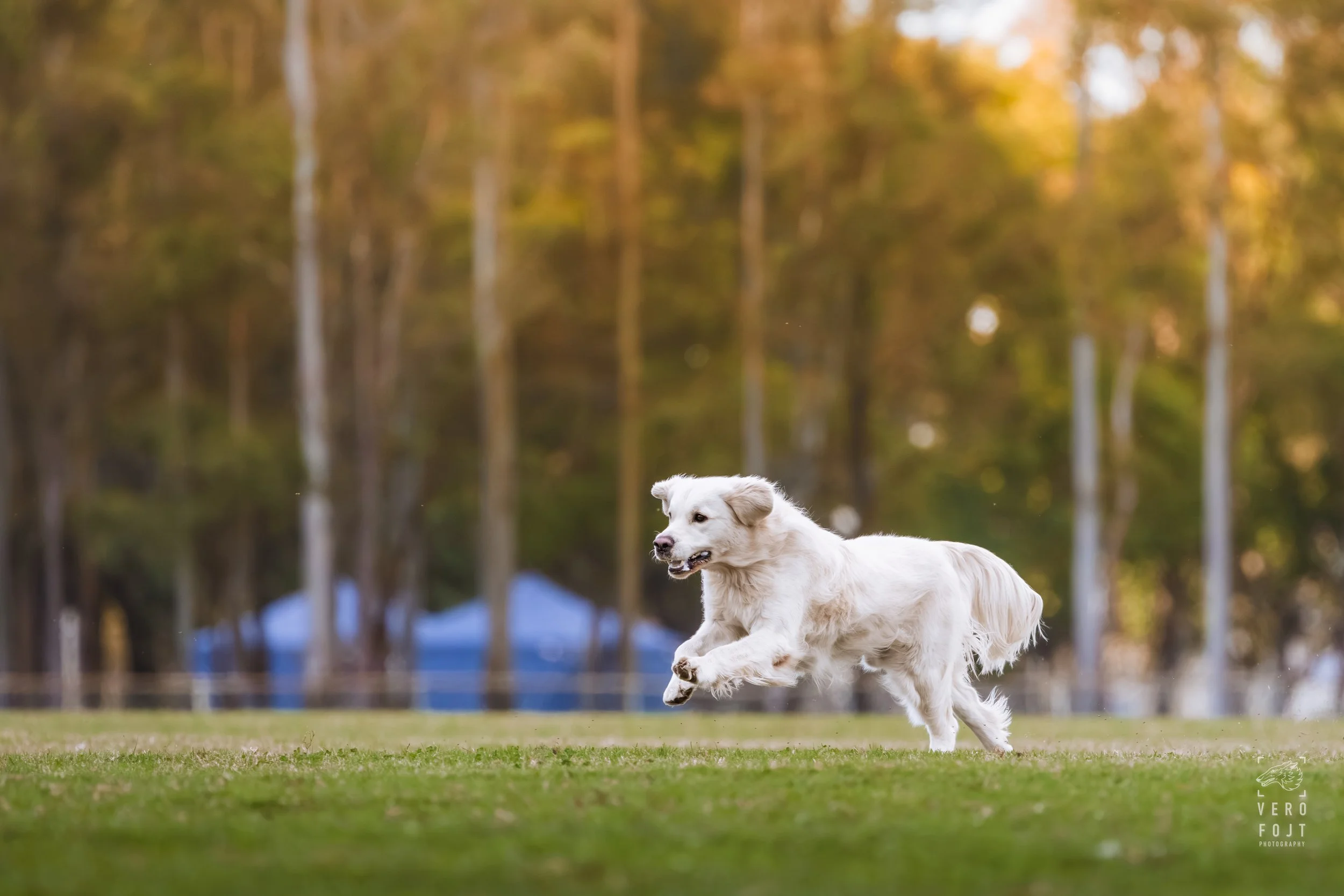 According to Brodie - Million Dollar Boy - FastPaws Lure Pursuit, Hawkesbury, Sydney - golden retriever flying chasing the lure