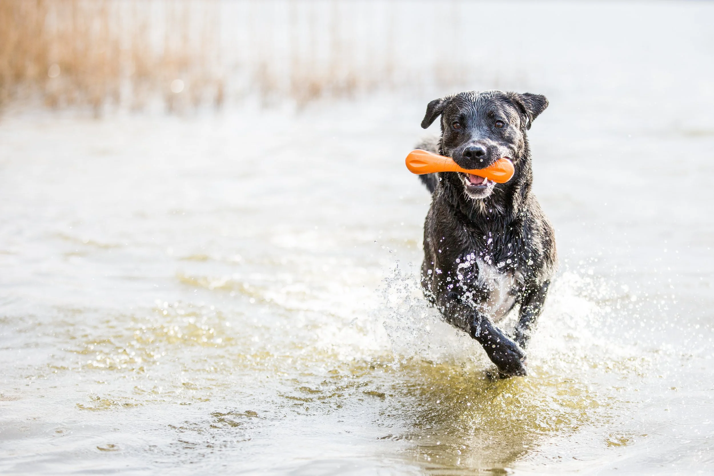 AdobeStock_261747067.jpeg