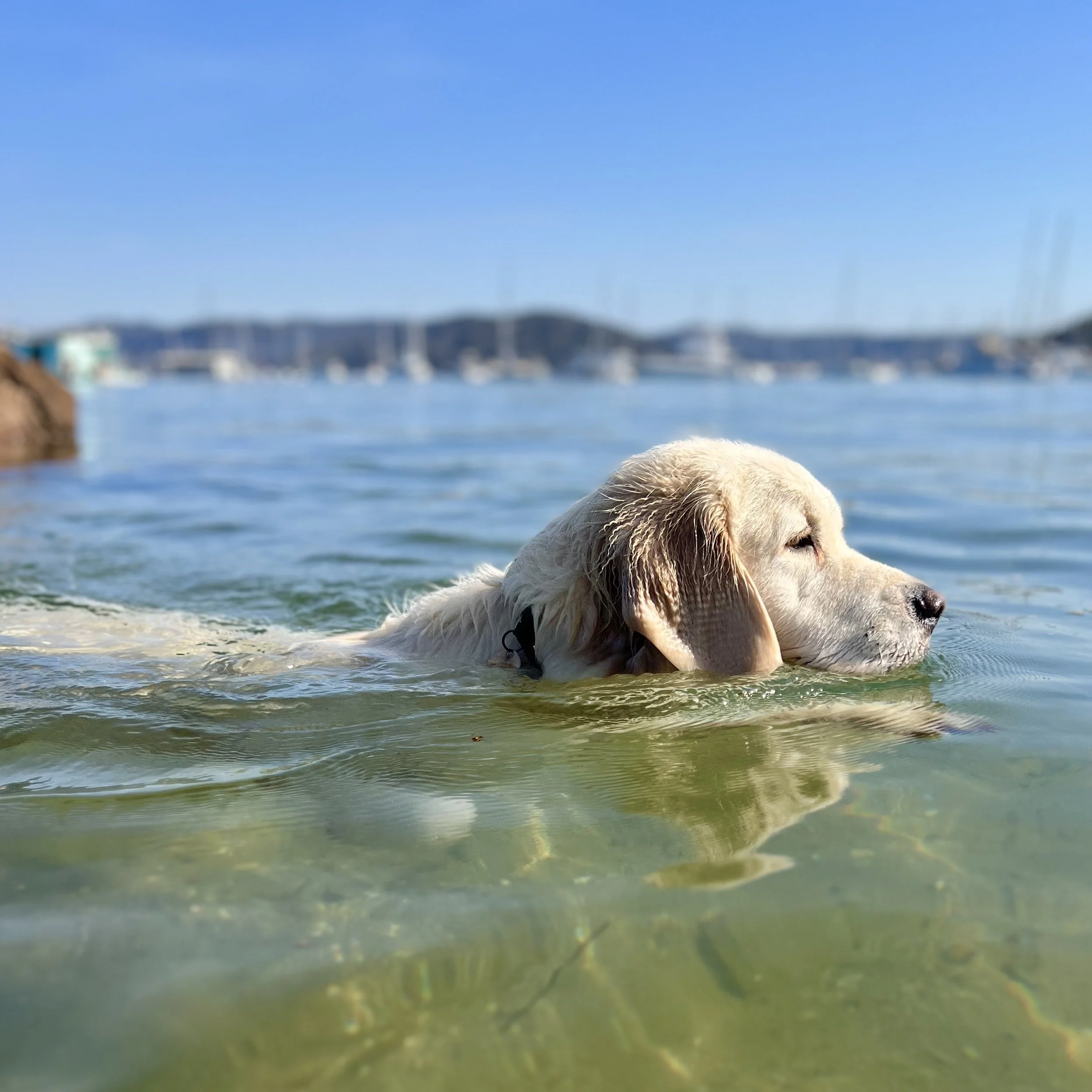 According to Brodie - Million Dollar Boy - golden retriever swimming