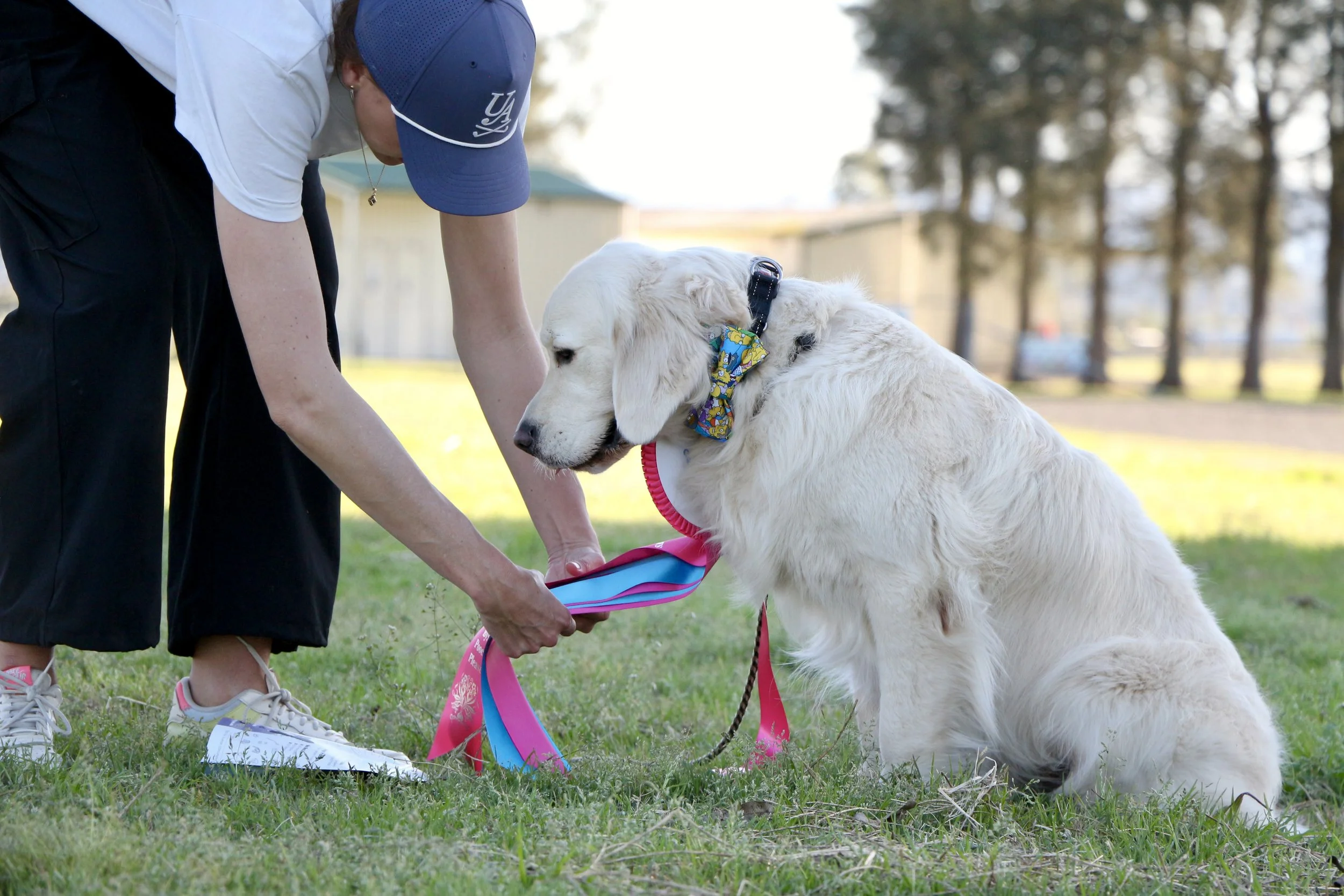 According to Brodie - Million Dollar Boy - golden retriever - with handler Brooke Krumbeck - FastPaws Best in Junior Lure Pursuit 2026, Hawkesbury, Sydney