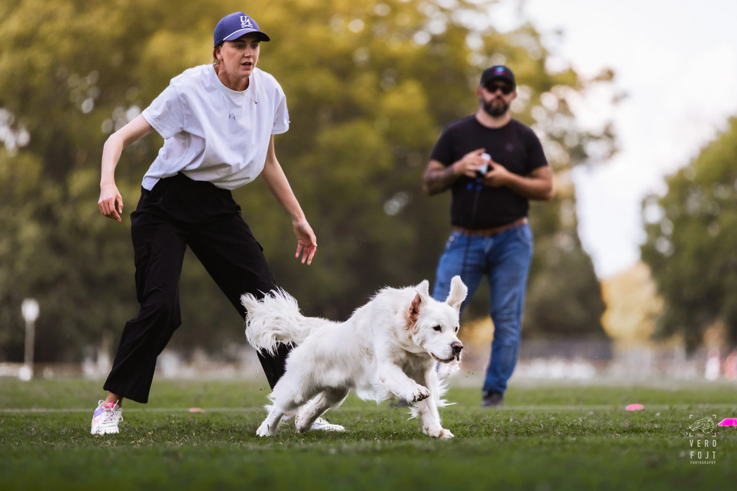 According to Brodie - Million Dollar Boy - FastPaws Lure Pursuit, Hawkesbury, Sydney - golden retriever flying take off