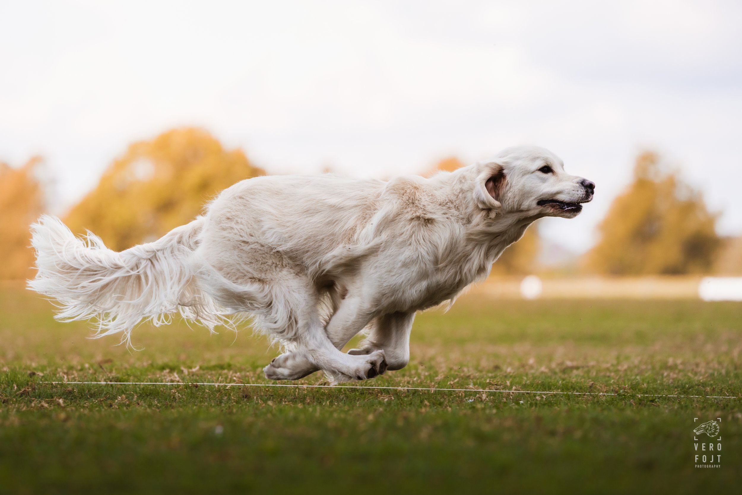 According to Brodie - Million Dollar Boy - FastPaws Lure Pursuit, Hawkesbury, Sydney - golden retriever running