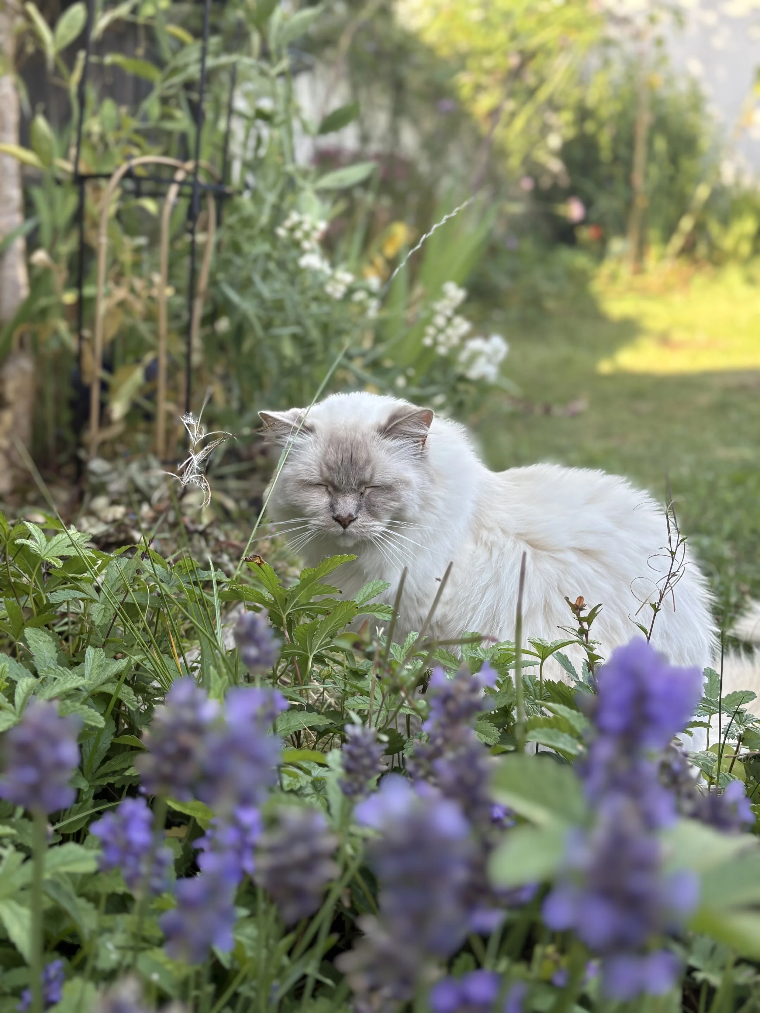 IMG_5275.jpeg