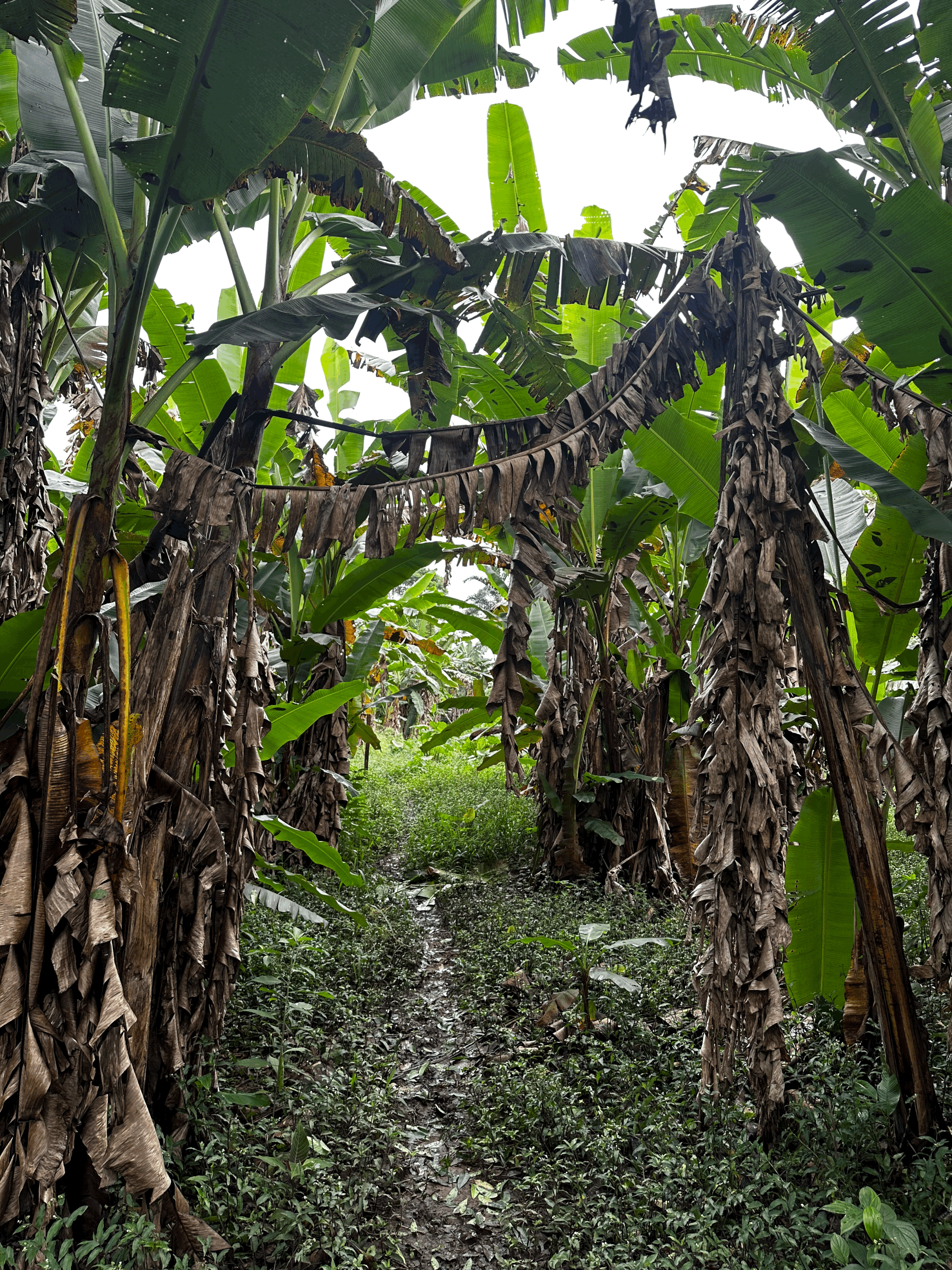 Mocoa — Colombia