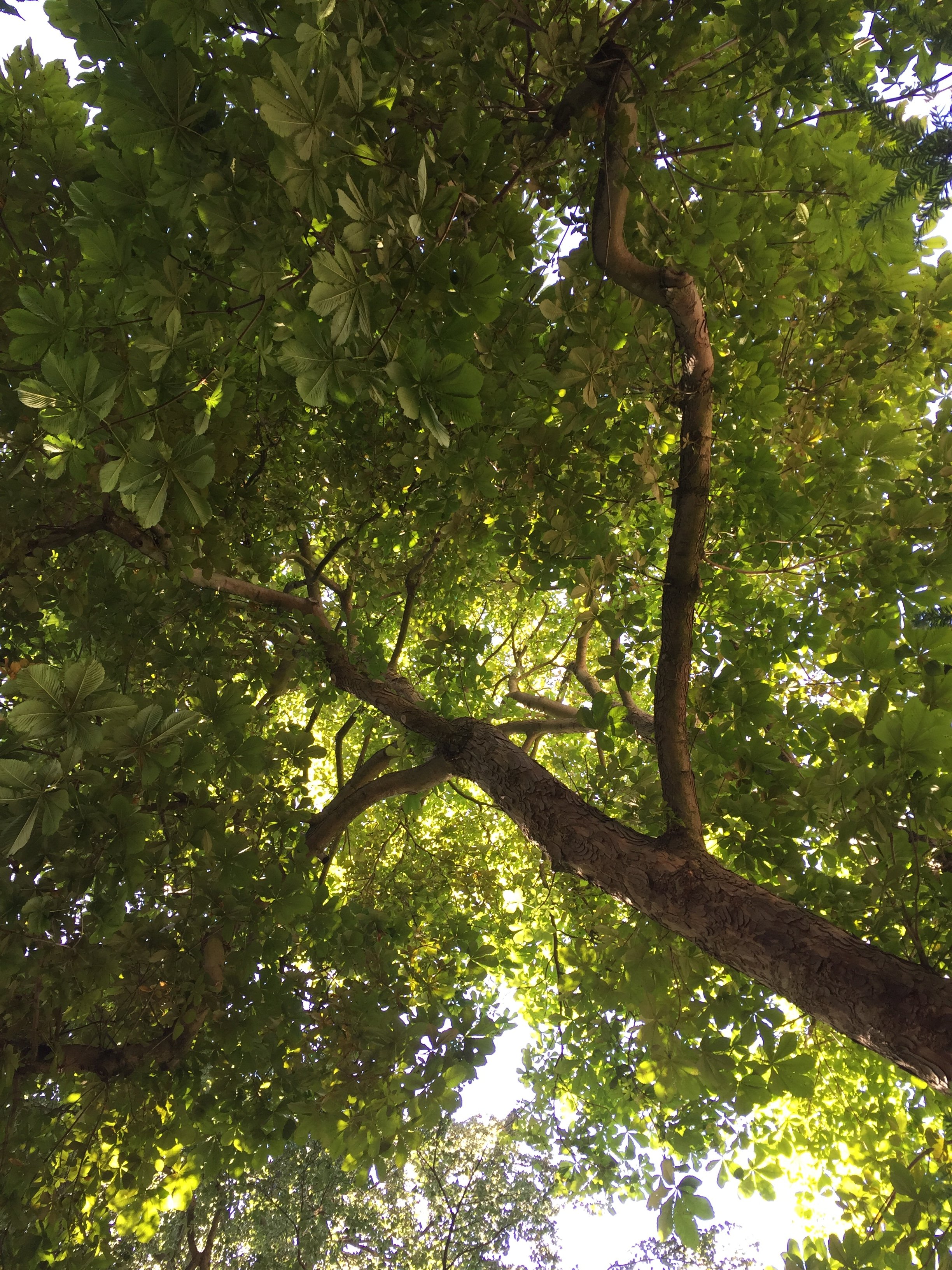 Looking up at dense green tree canopy with sunlight filtering through leaves.