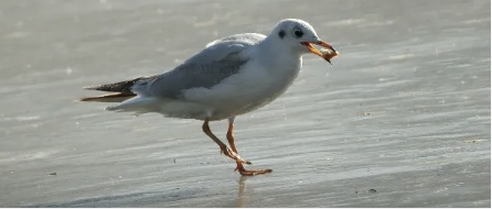海河等地鸟记：吃烧饼的红嘴鸥