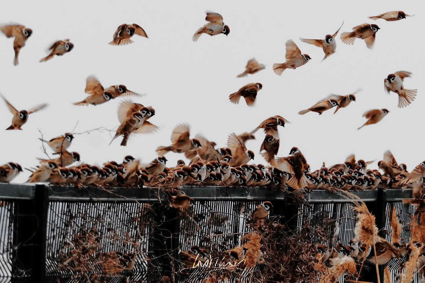 *This scene inspired “Rosin” Click to listen to the song.*