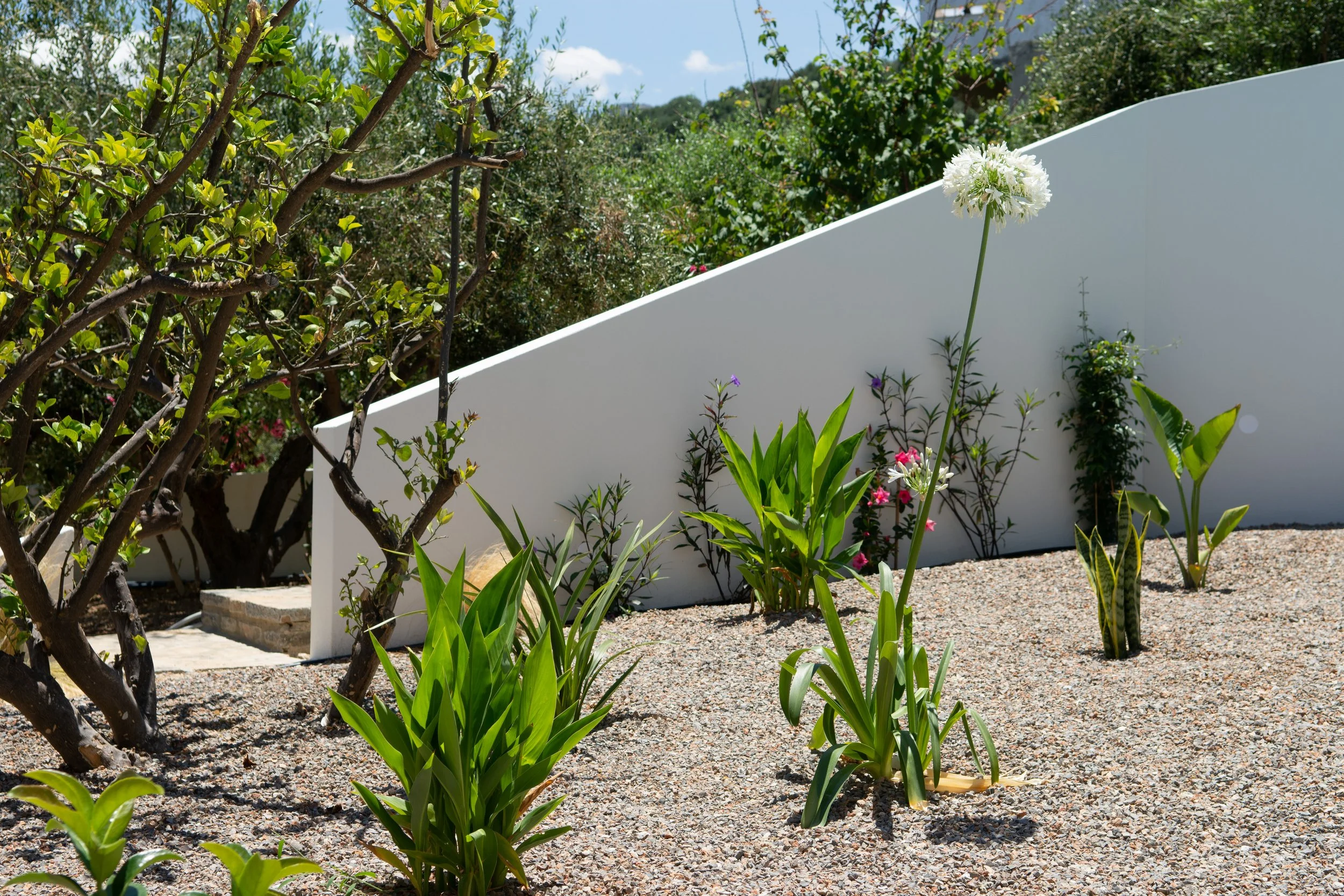 A garden with green plants, purple flowers, and a white blooming flower in front of a white curved wall, under a blue sky with some clouds.