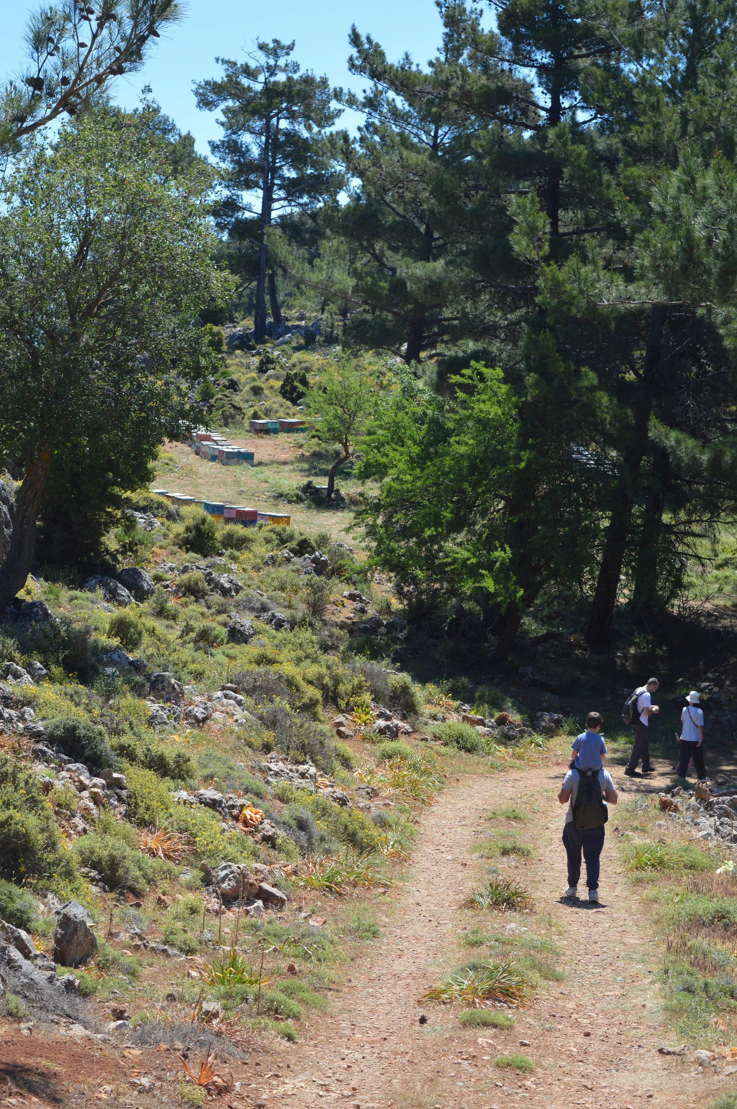 Trail winding through a hillside covered with rocks and sparse vegetation, with a dense forest of tall pine trees in the background, and a group of people walking along the trail.