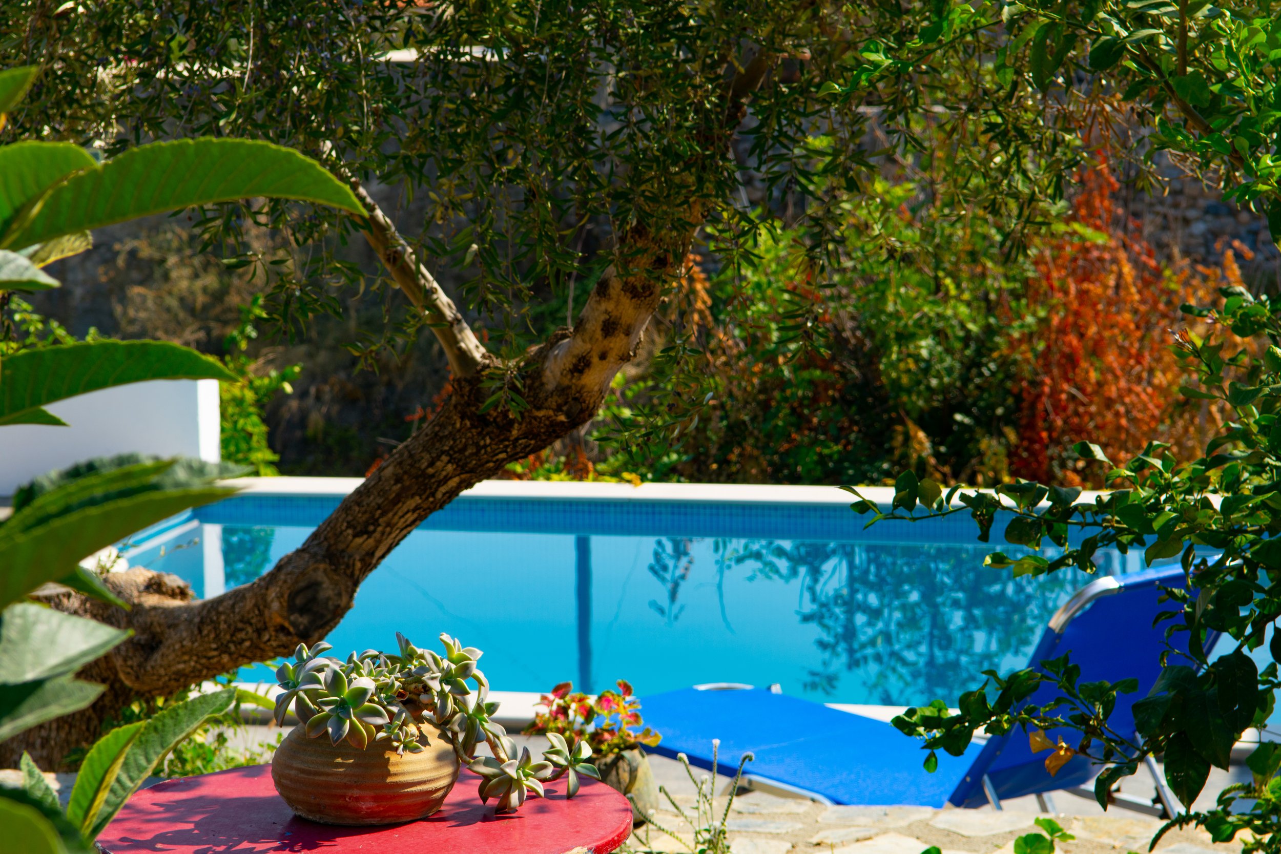 A backyard scene with lush green plants, a blue swimming pool, and a red table holding a potted succulent plant.