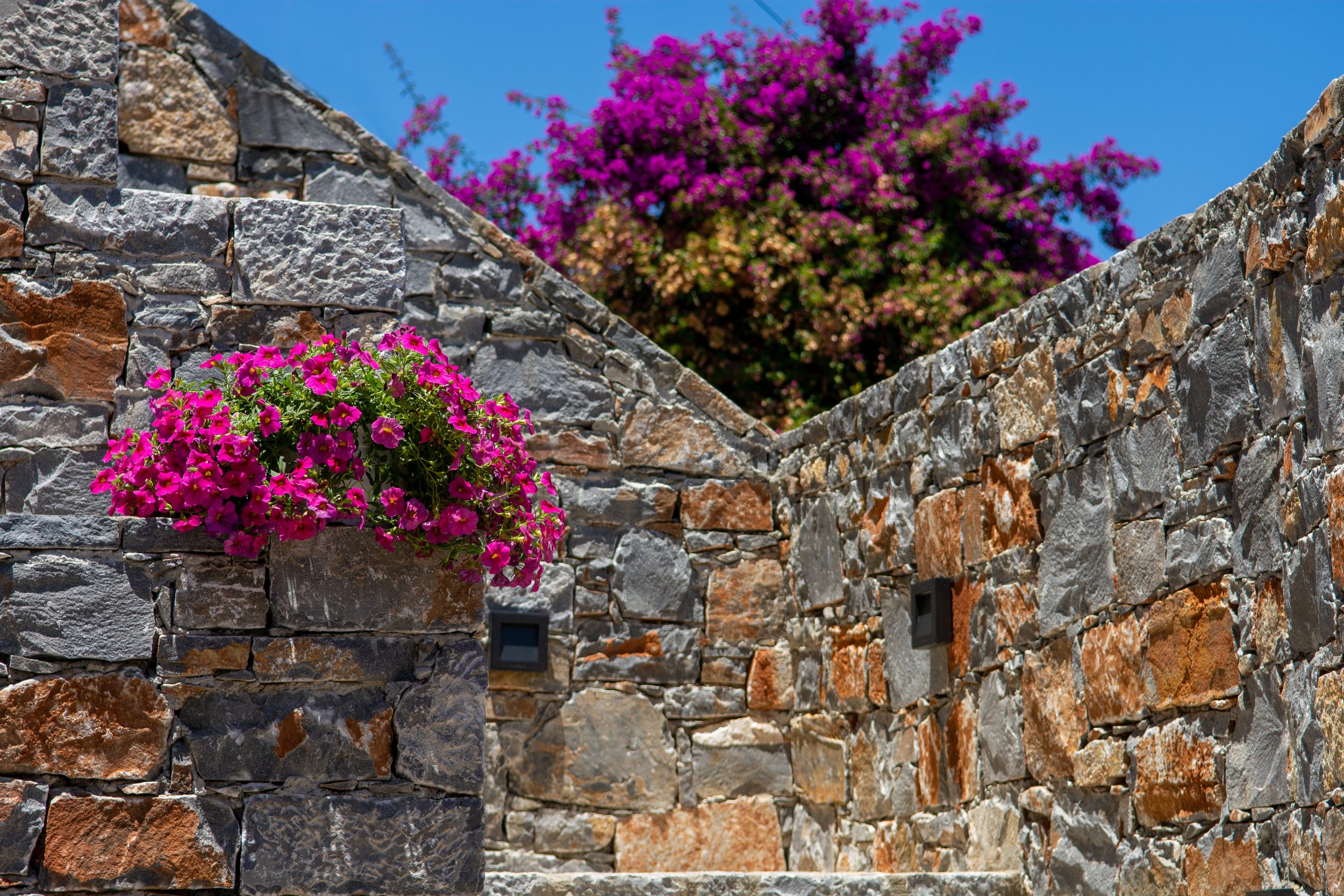A stone wall with a vibrant pink flowering plant in a pot placed on it, with a background of a purple flowering tree and a clear blue sky.
