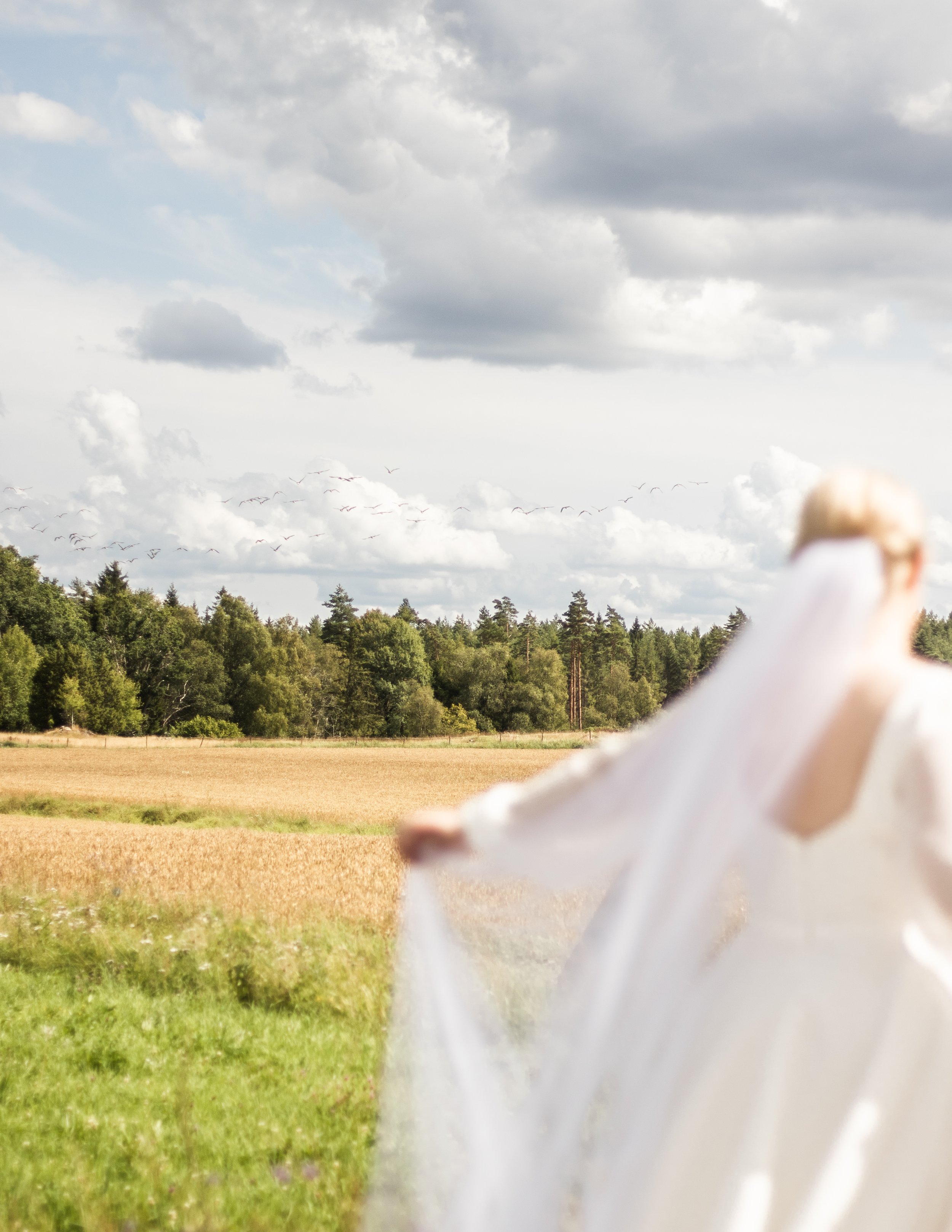 Utsikt från ett fält med grönt gräs, träd i bakgrunden och en himmel med moln. Det finns en fågel flock flygande i himlen och en person i förgrunden.