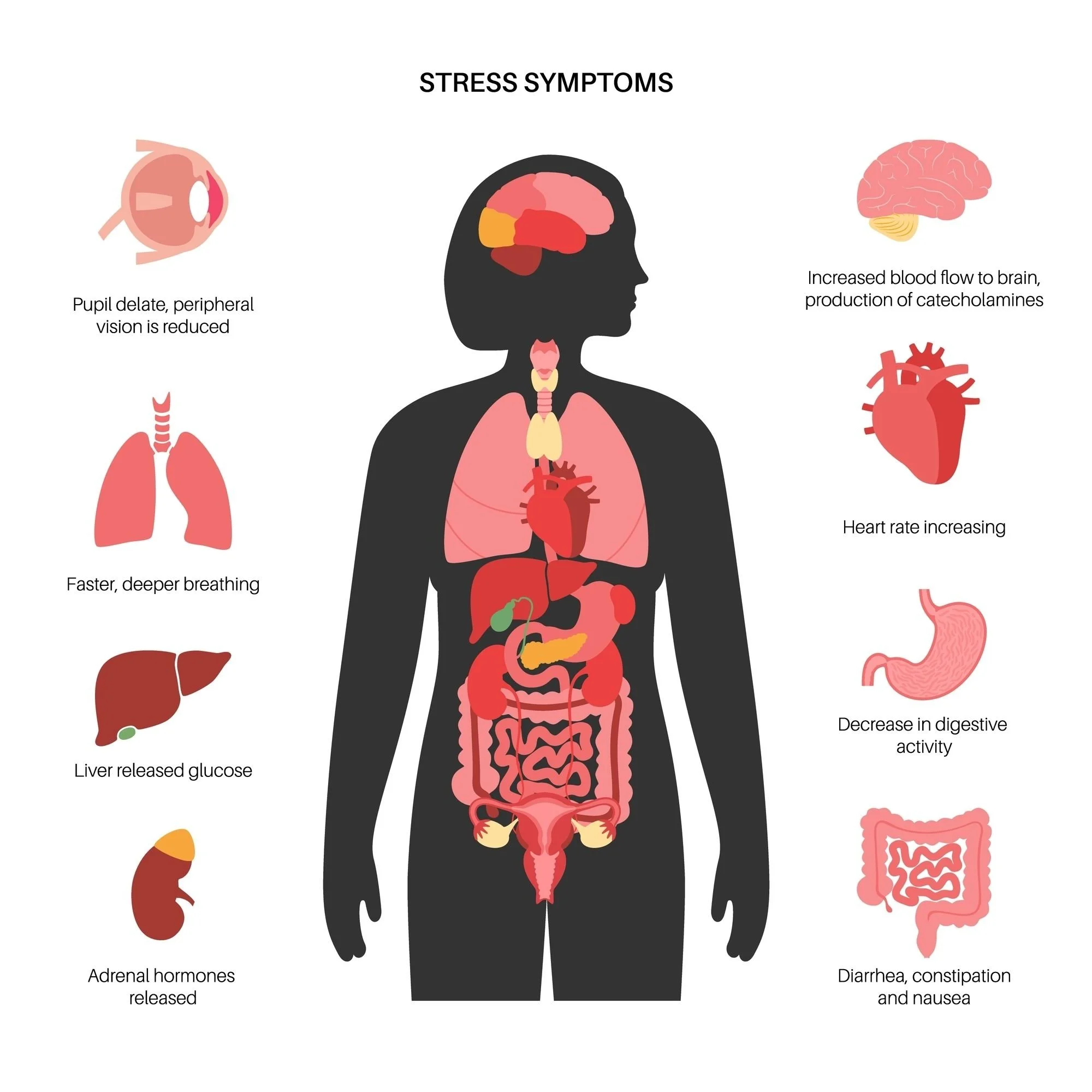 Nervous System Regulation Intervention English