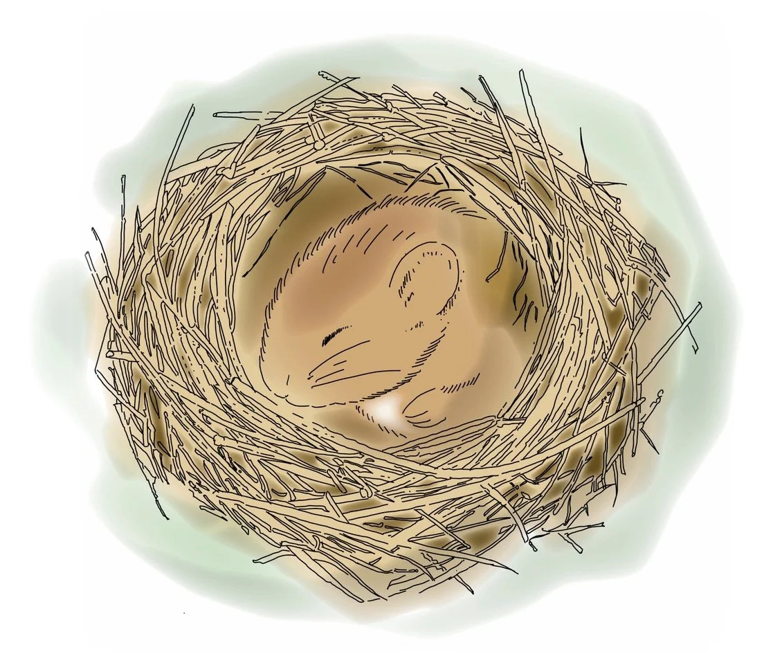 A Quiet Scurry artwork showing a harvest mouse asleep in its nest.