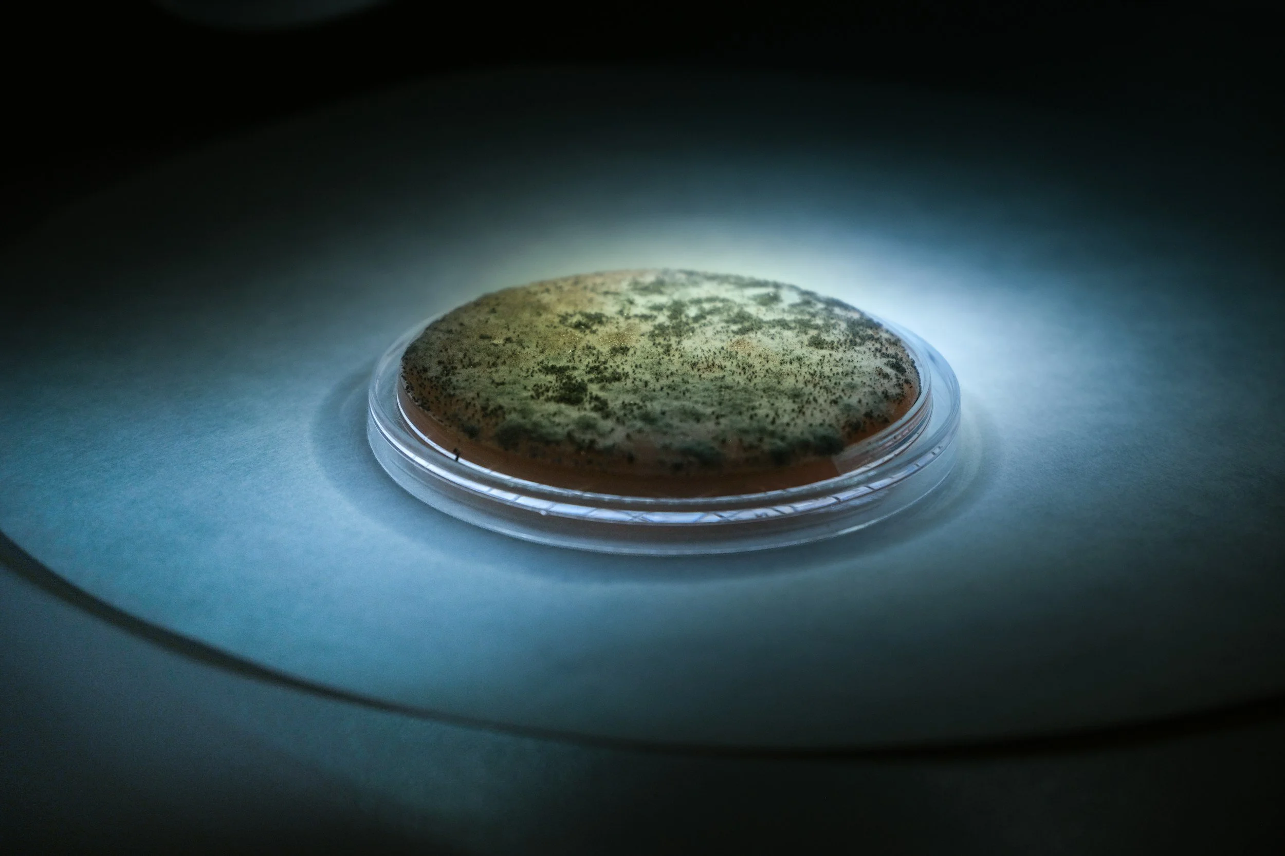 A Petri dish illuminated under specific lighting, containing a mold colony with greenish-black fungal growth.