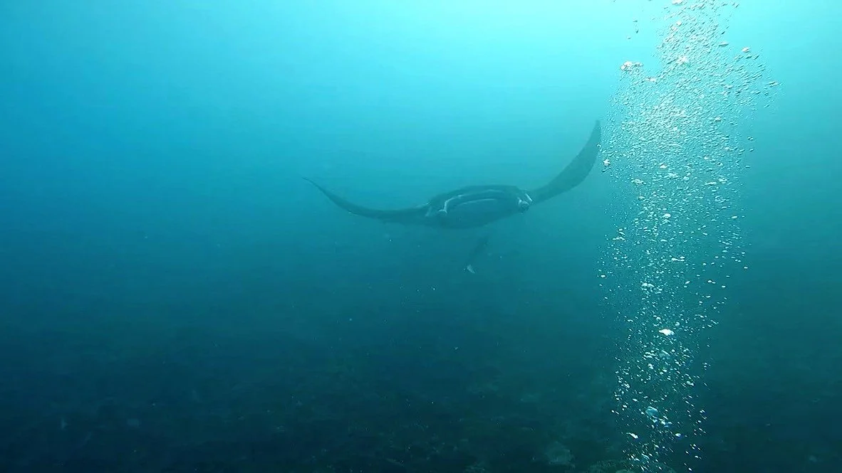 Manta ray gliding through the lagoon beside a column of diver's bubbles in Bora Bora.