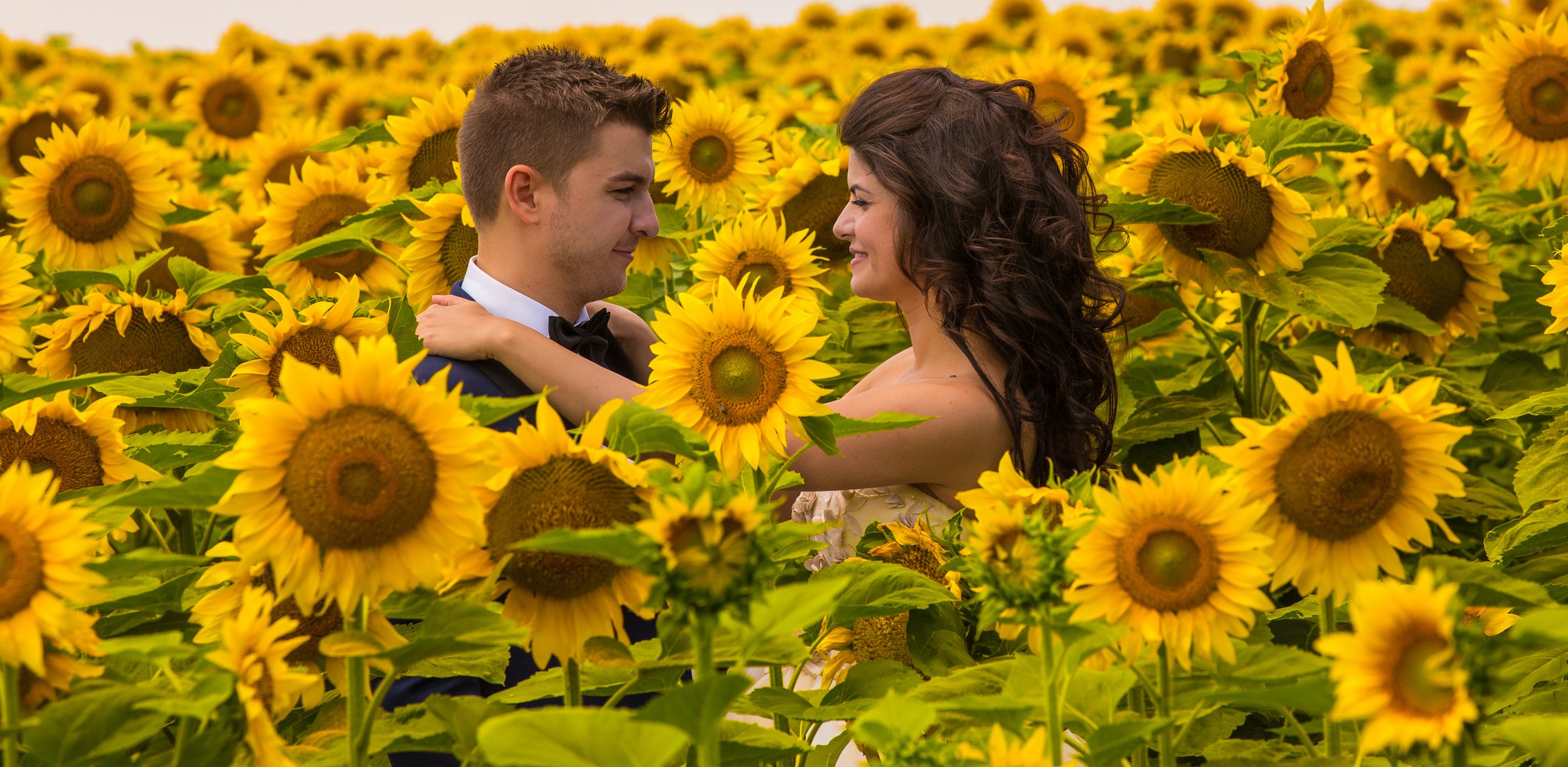 A couple stands close together in a sunflower field, gazing into each other's eyes. The man is wearing a tuxedo with a bow tie, and the woman is wearing a white dress. The scene is vibrant with bright yellow sunflowers surrounding them.