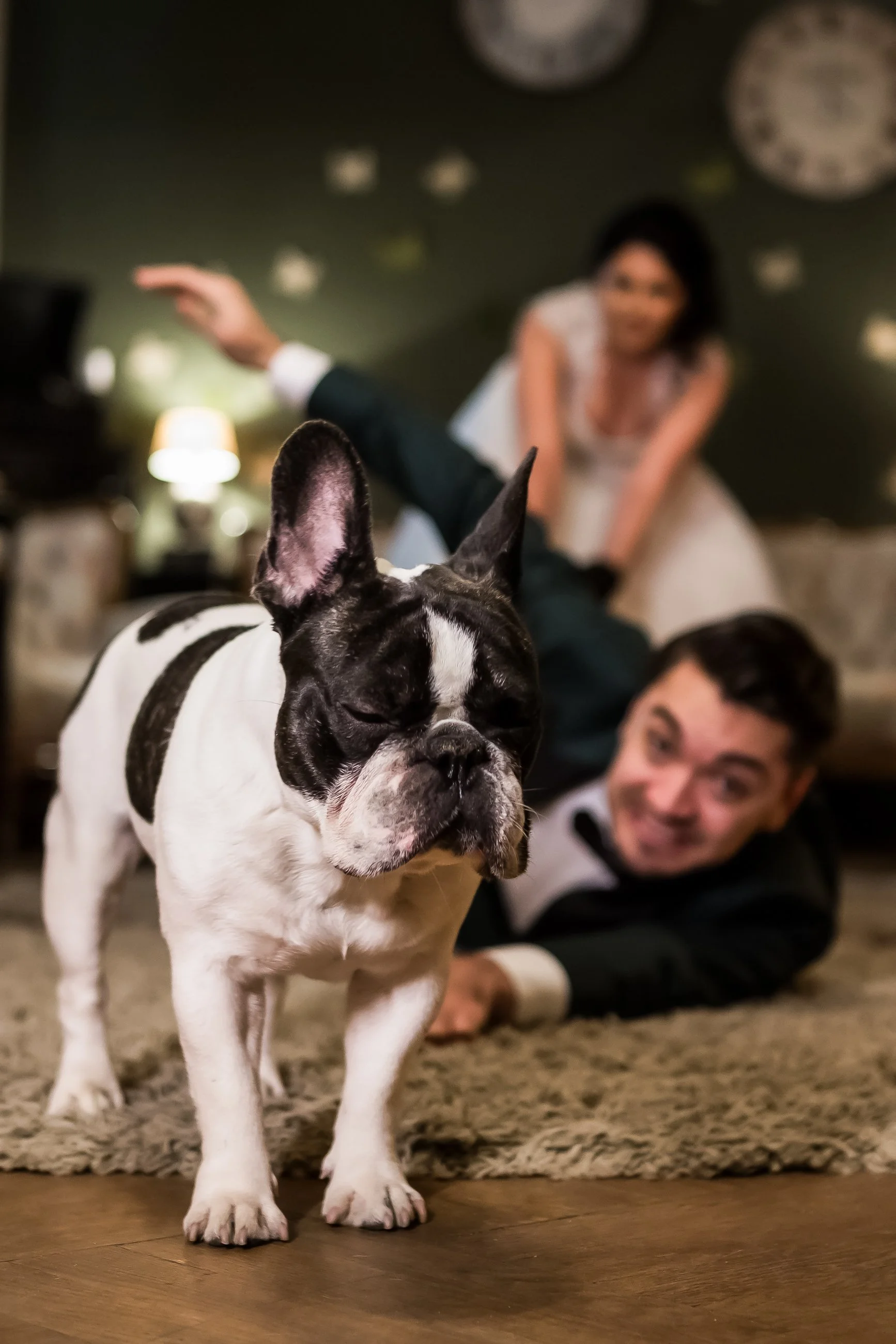 A black and white French Bulldog standing on a wooden floor in the foreground with a group of people in the background, one of whom is a woman wearing glasses and a white dress, with blurred clocks on the wall behind them.