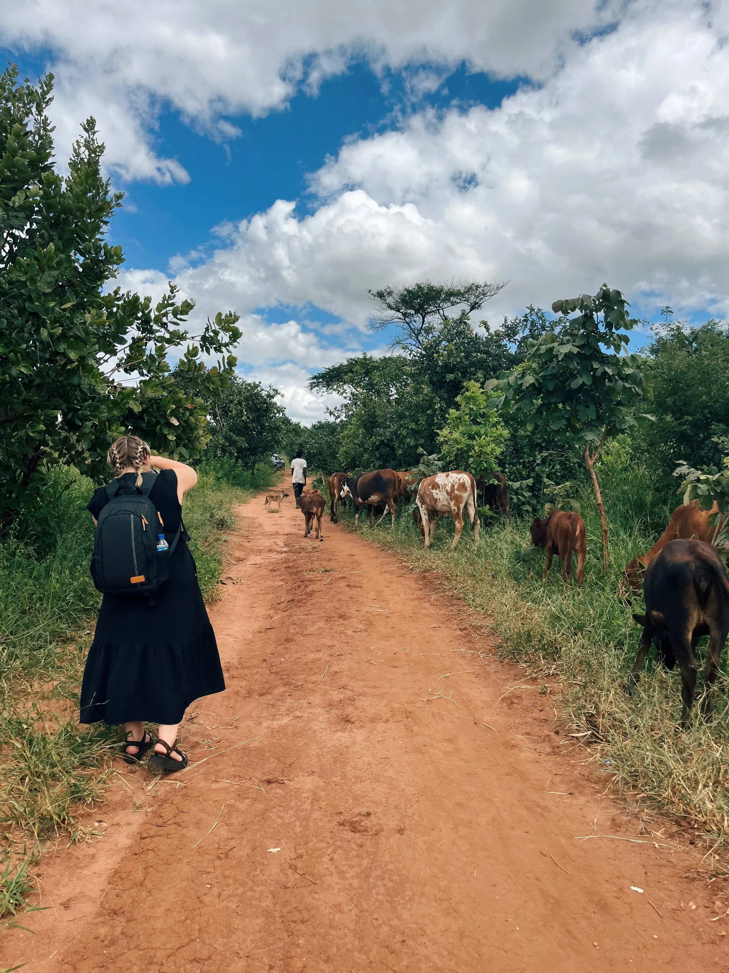 A woman with a backpack walking down a dirt path with cows on the side. Two people are walking ahead in the distance under a cloudy sky with blue patches, surrounded by green trees.