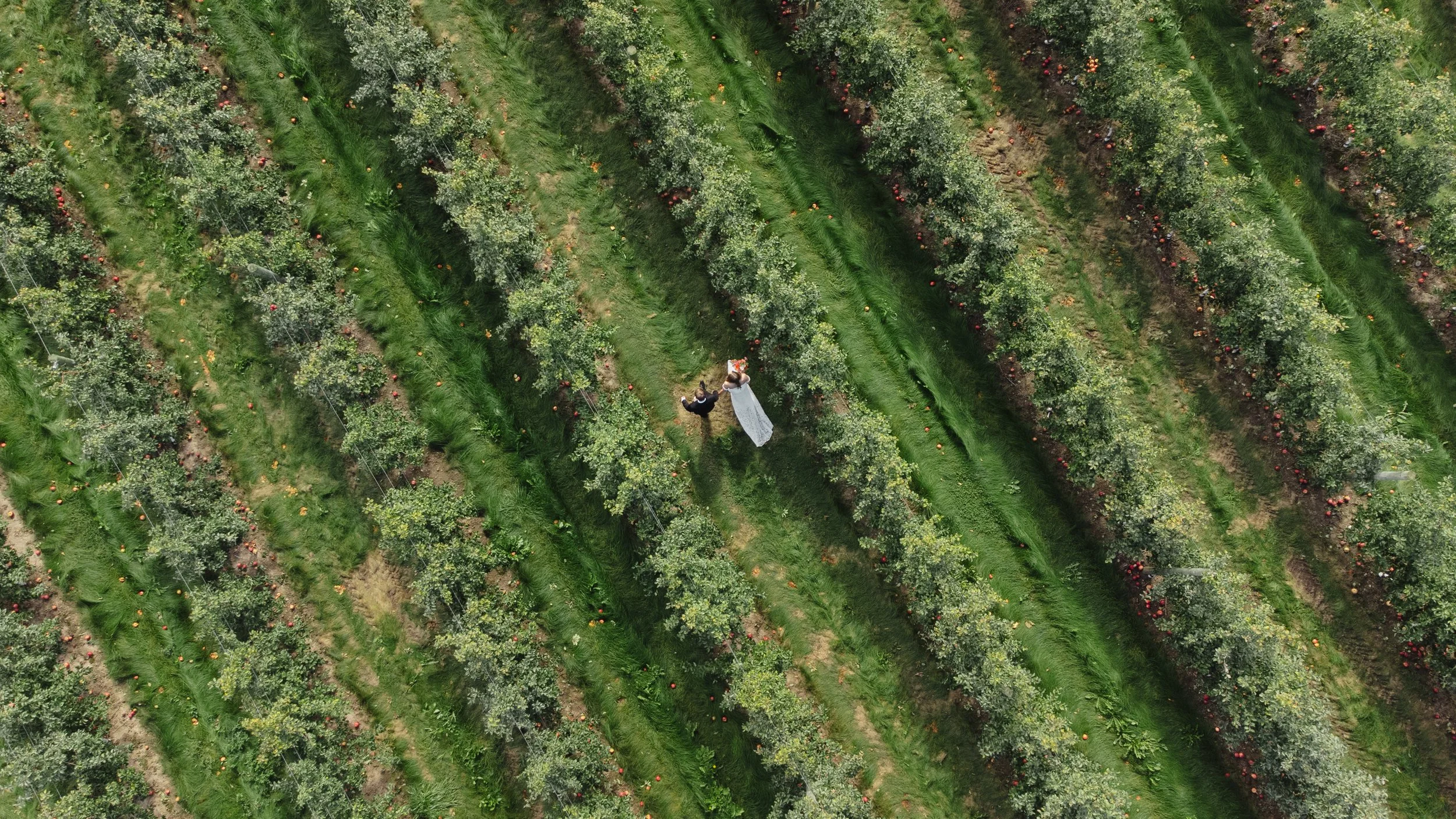 An aerial view of a woman in a white dress walking through a lush, green orchard with rows of trees bearing red and orange fruit.