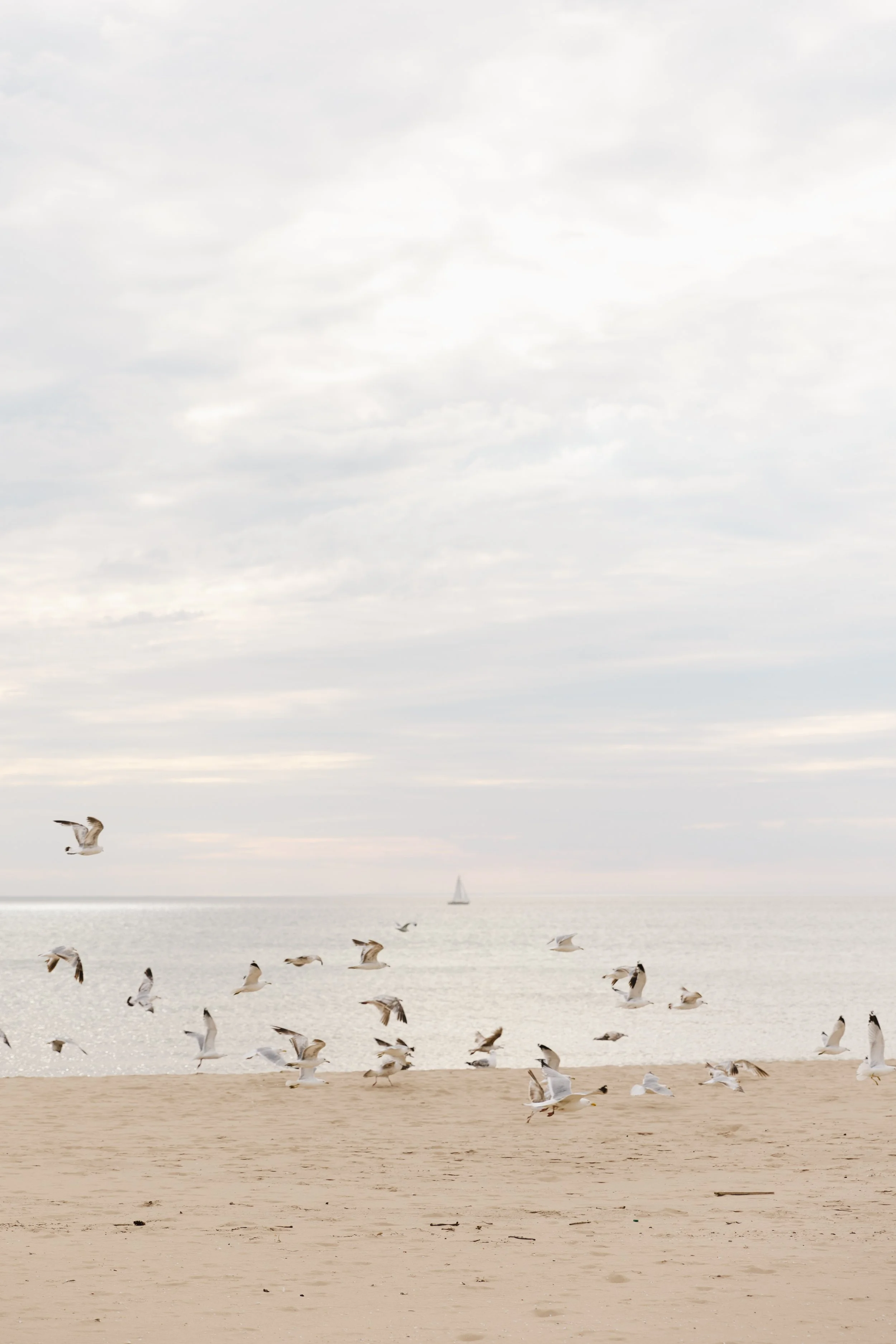 A seagull flying over a beach filled with other seagulls, with the ocean and a sailboat visible in the background under a cloudy sky.