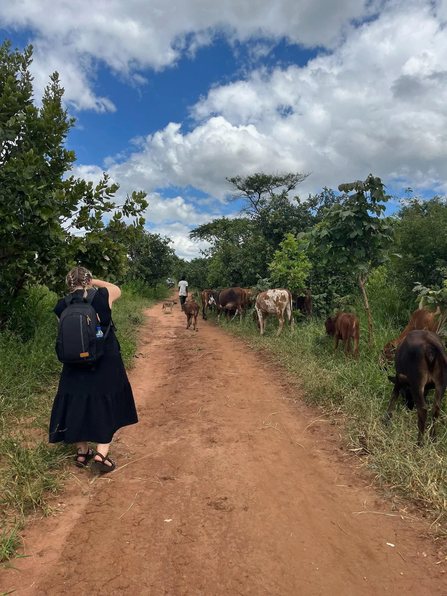 A person with braided hair and a backpack standing on a dirt path, looking at cows and a dog walking ahead in a lush green outdoor setting under a partly cloudy sky.