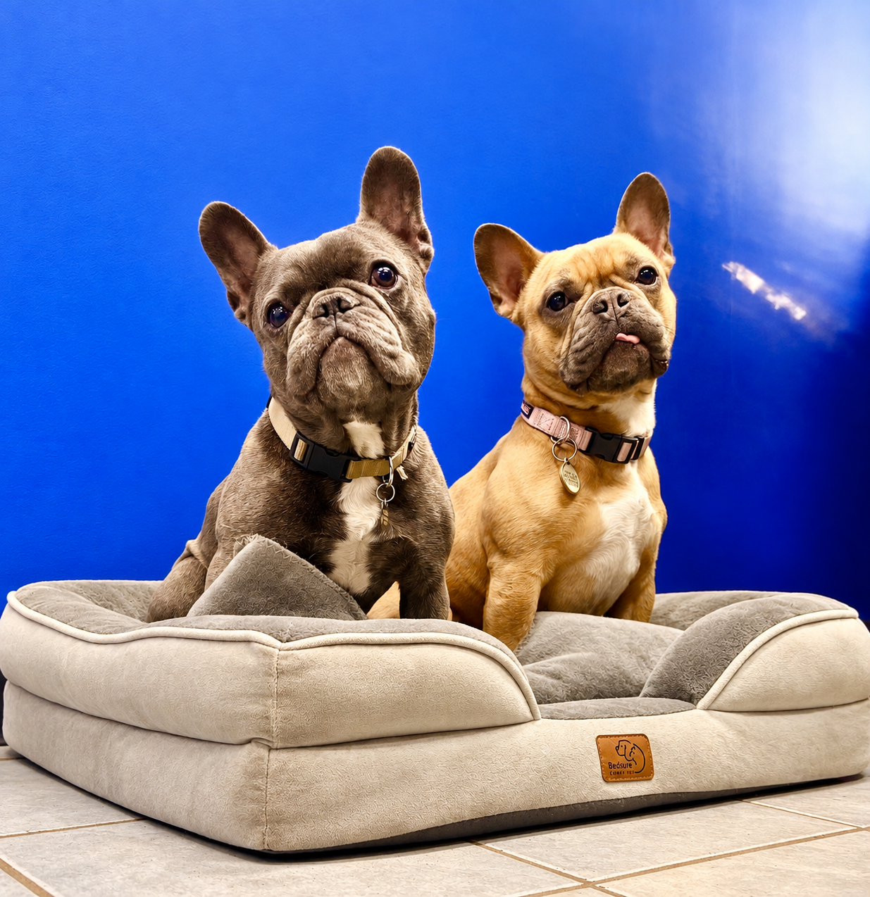Two French bulldogs sitting on a beige pet bed with a bright blue wall in the background.