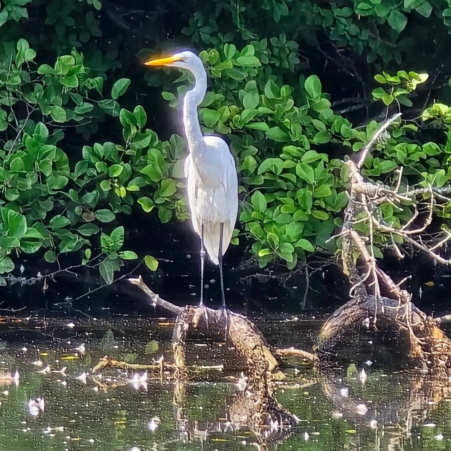 We are privileged everyday to work on such a beautiful pond with many inhabitants to visit! Have a great day everyone.