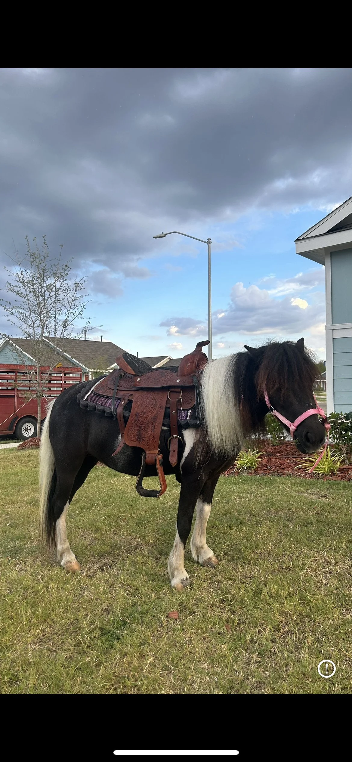 Black and white pony with a pink halter and western saddle standing on grass in front of a house with a blue exterior, overcast sky, and a red vehicle in the background.