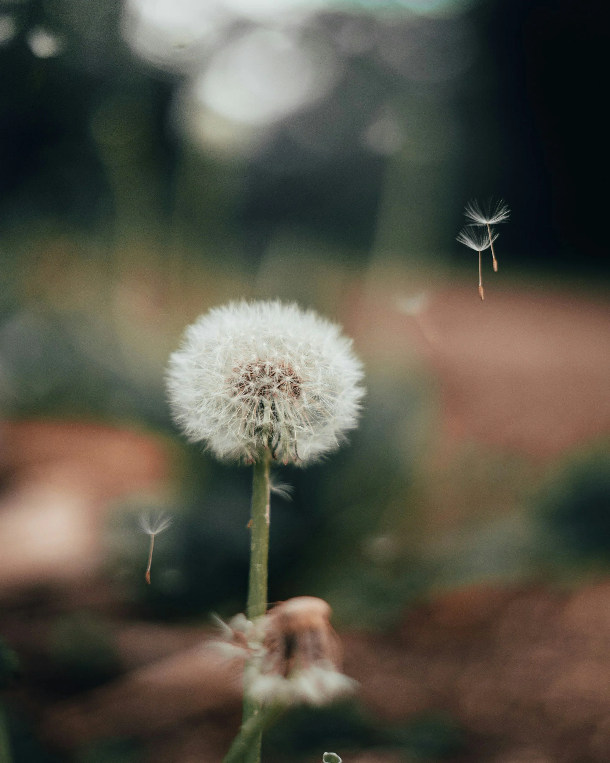 Close-up of a dandelion seed head with some seeds floating away, blurred background.