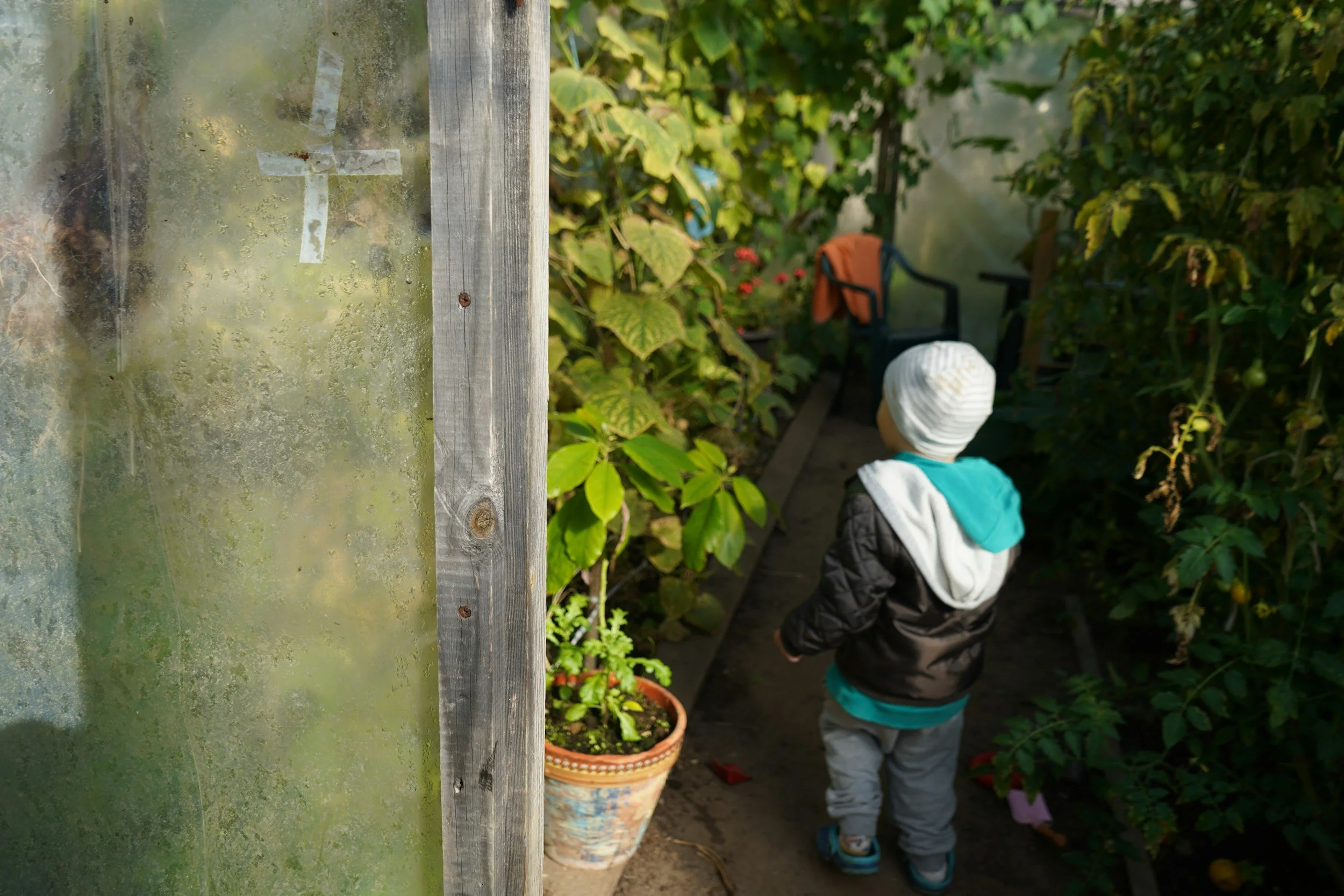 Child wearing a white hat, teal shirt, and gray pants walking through a lush green garden with potted plants, partly obscured by a weathered glass panel
