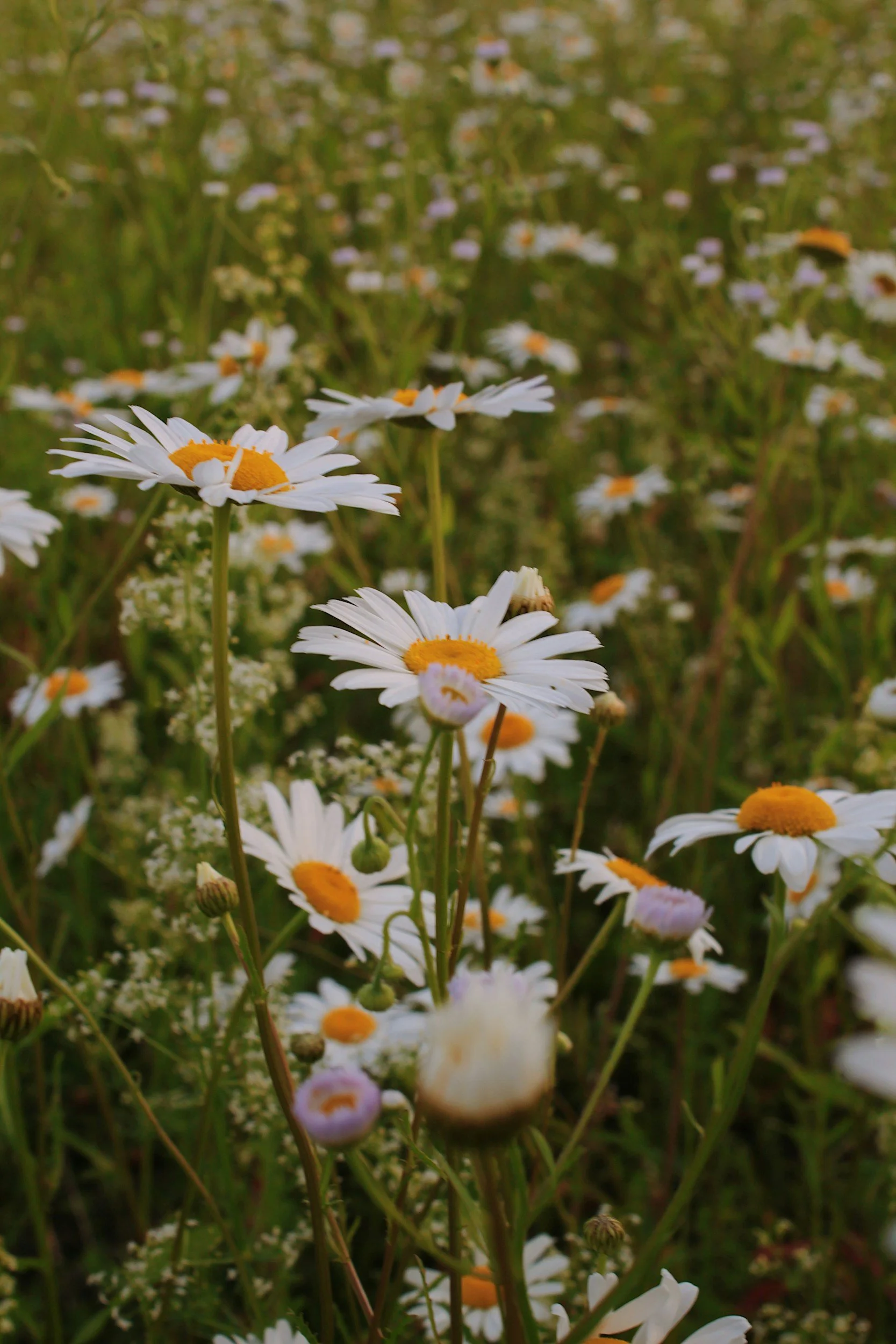 Close-up of wild daisies blooming in a field with tall green grass and other small flowers.