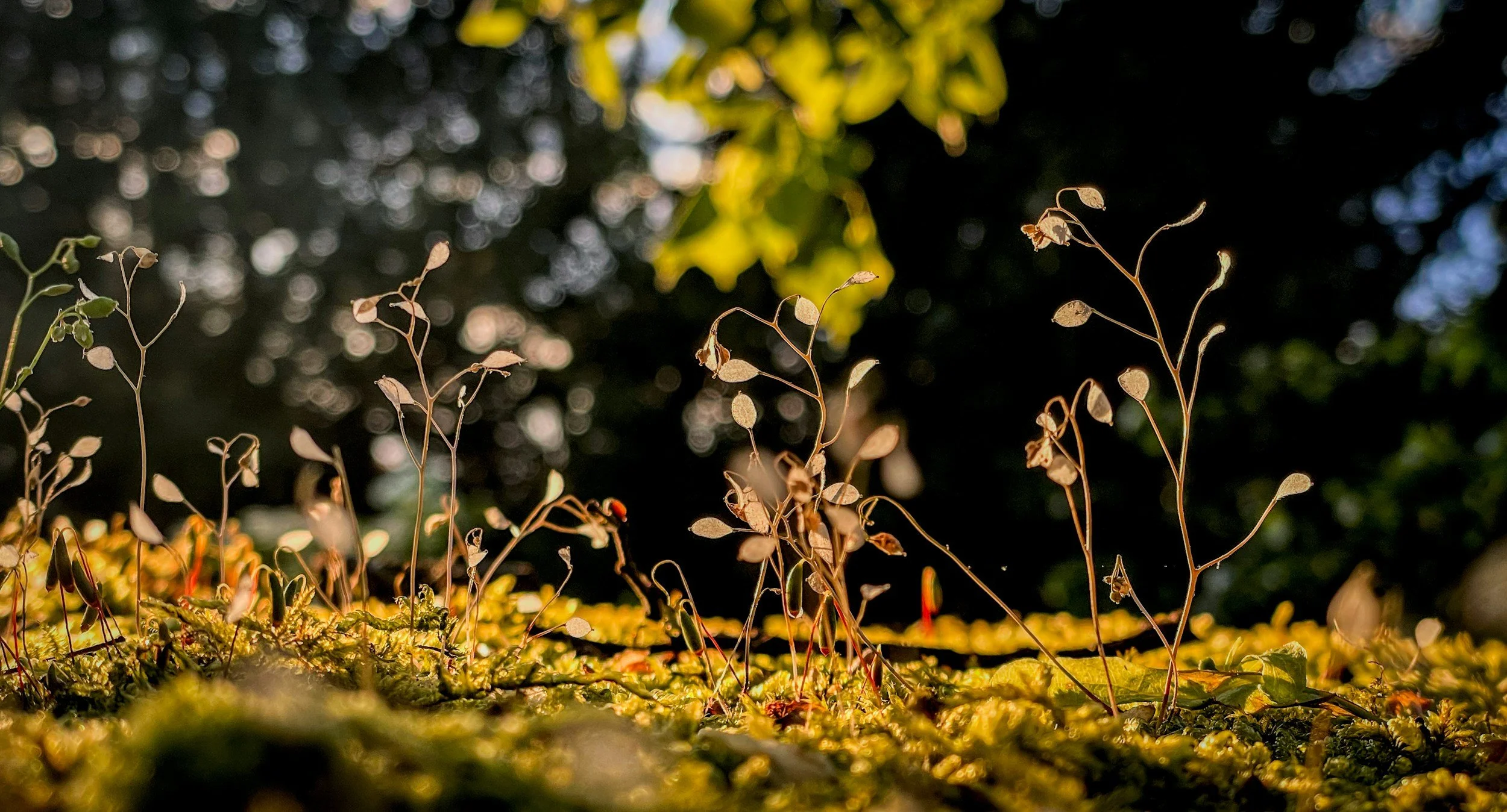 Close-up of tiny dried plants with slender stems and small, rounded leaves, illuminated by sunlight on a green mossy ground, with blurred dark background and bright light patches.